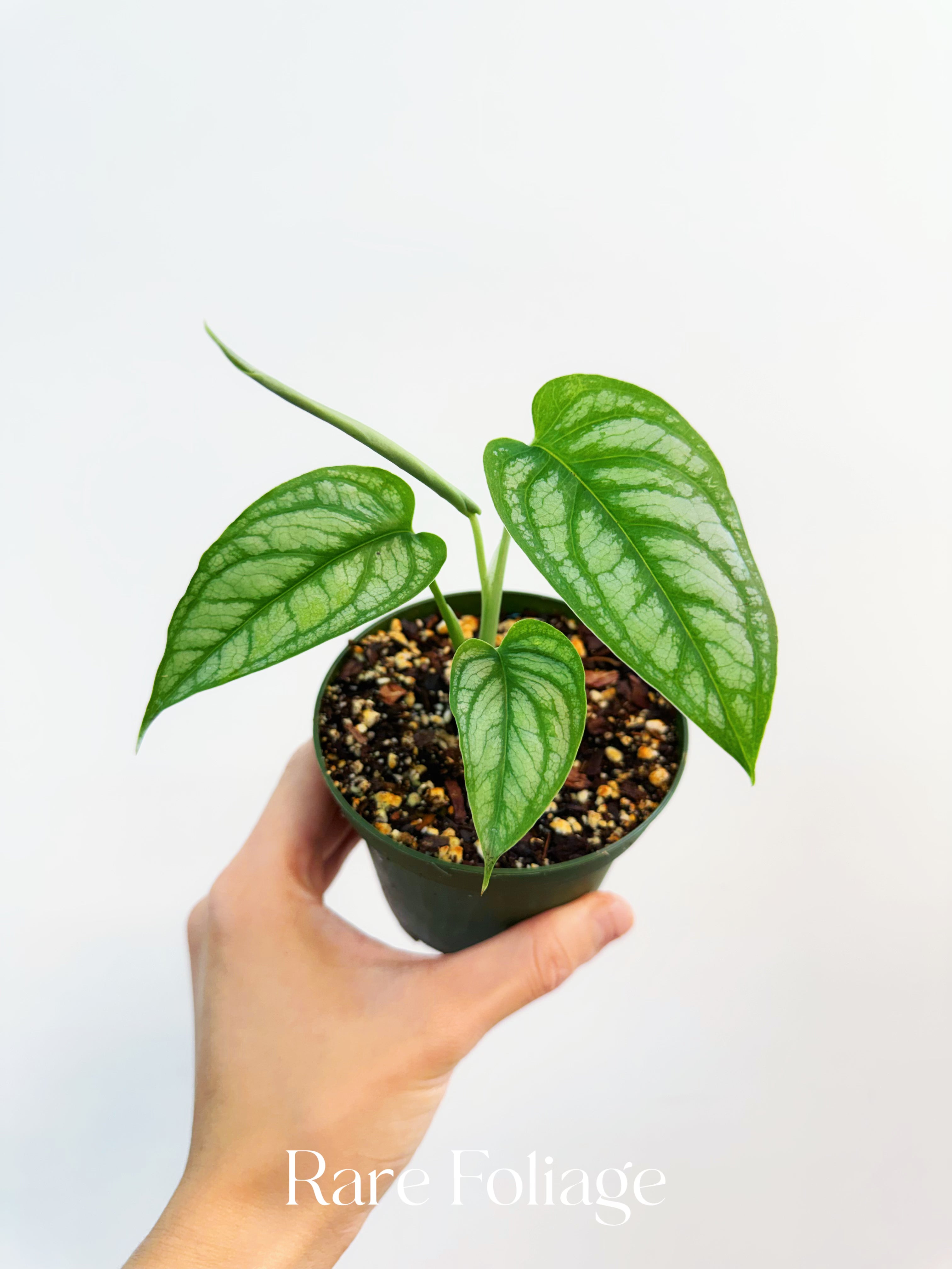 Monstera Siltepecana El Salvador 4” – Rare Foliage Plant Co