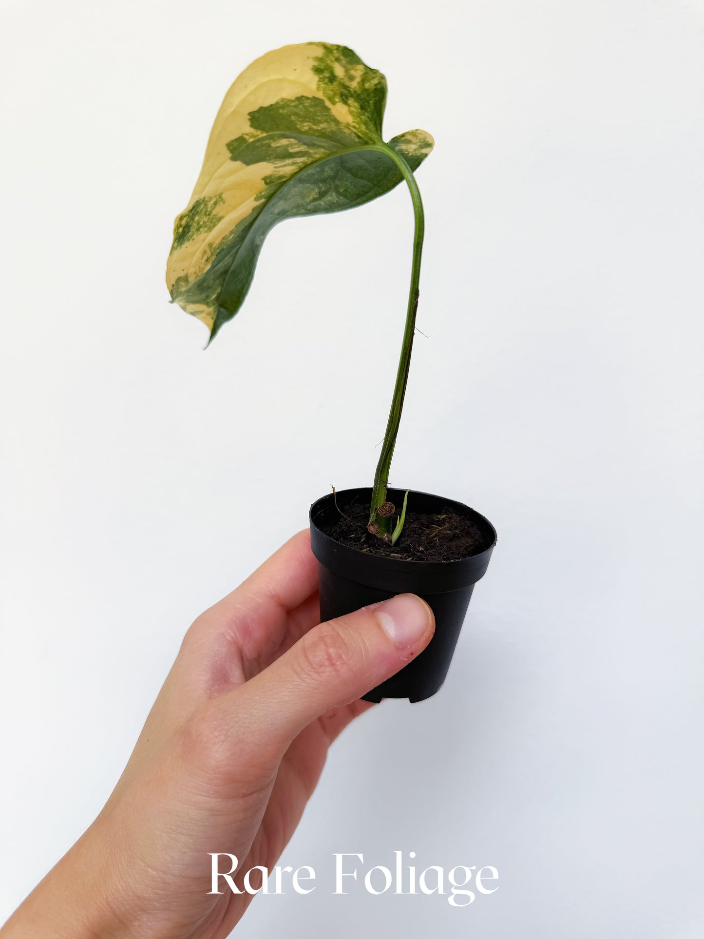 Monstera Siltepecana Variegated 2"