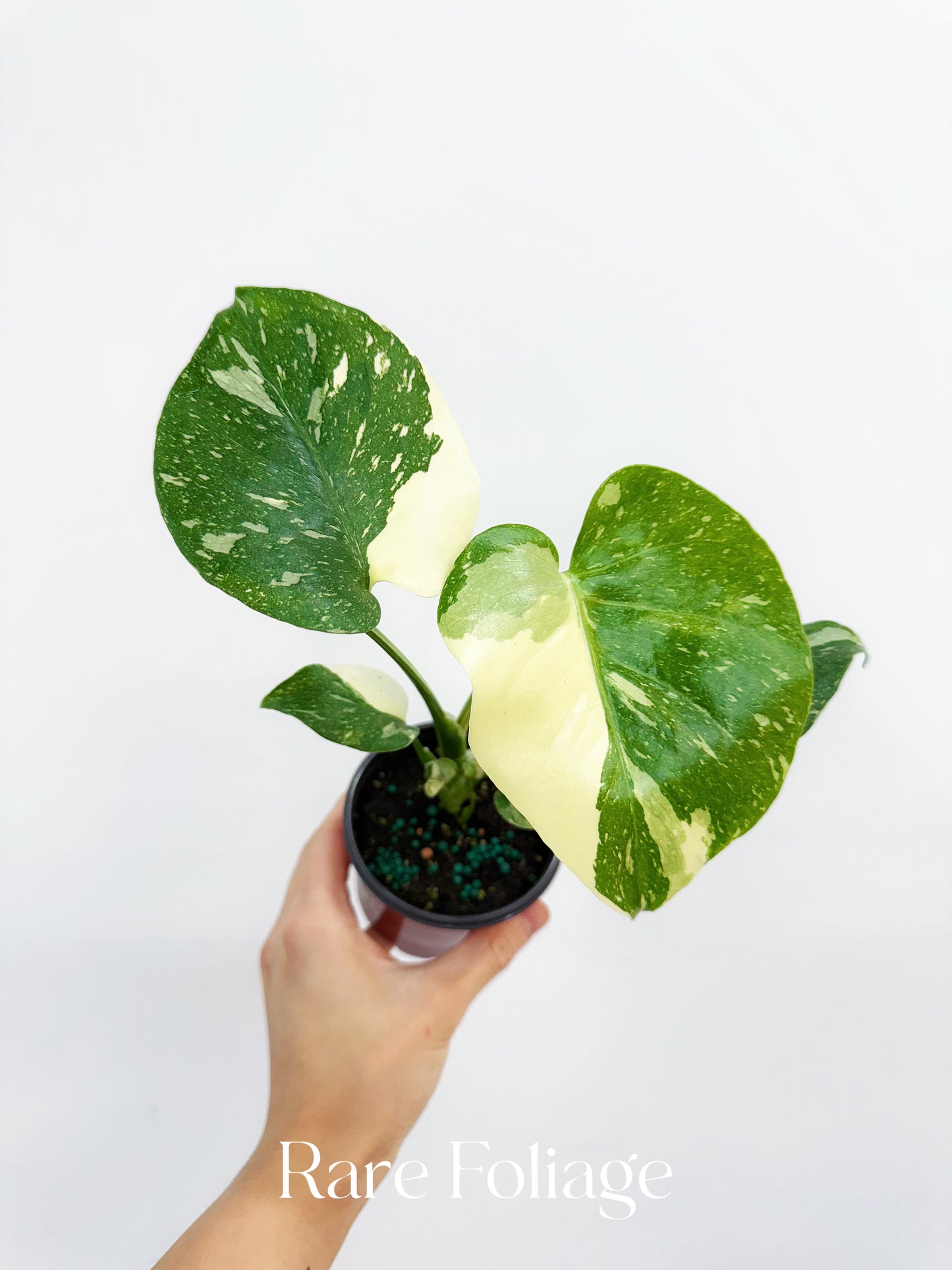 Monstera Thai Constellation 4"