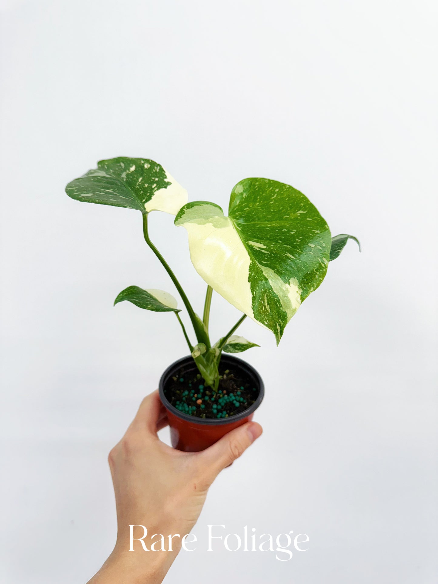 Monstera Thai Constellation 4"