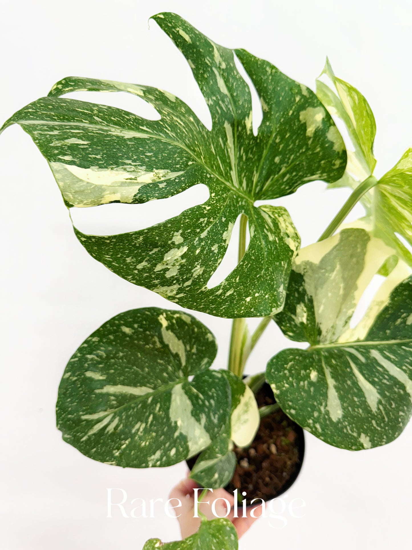 Monstera Thai Constellation 6" High Variegation