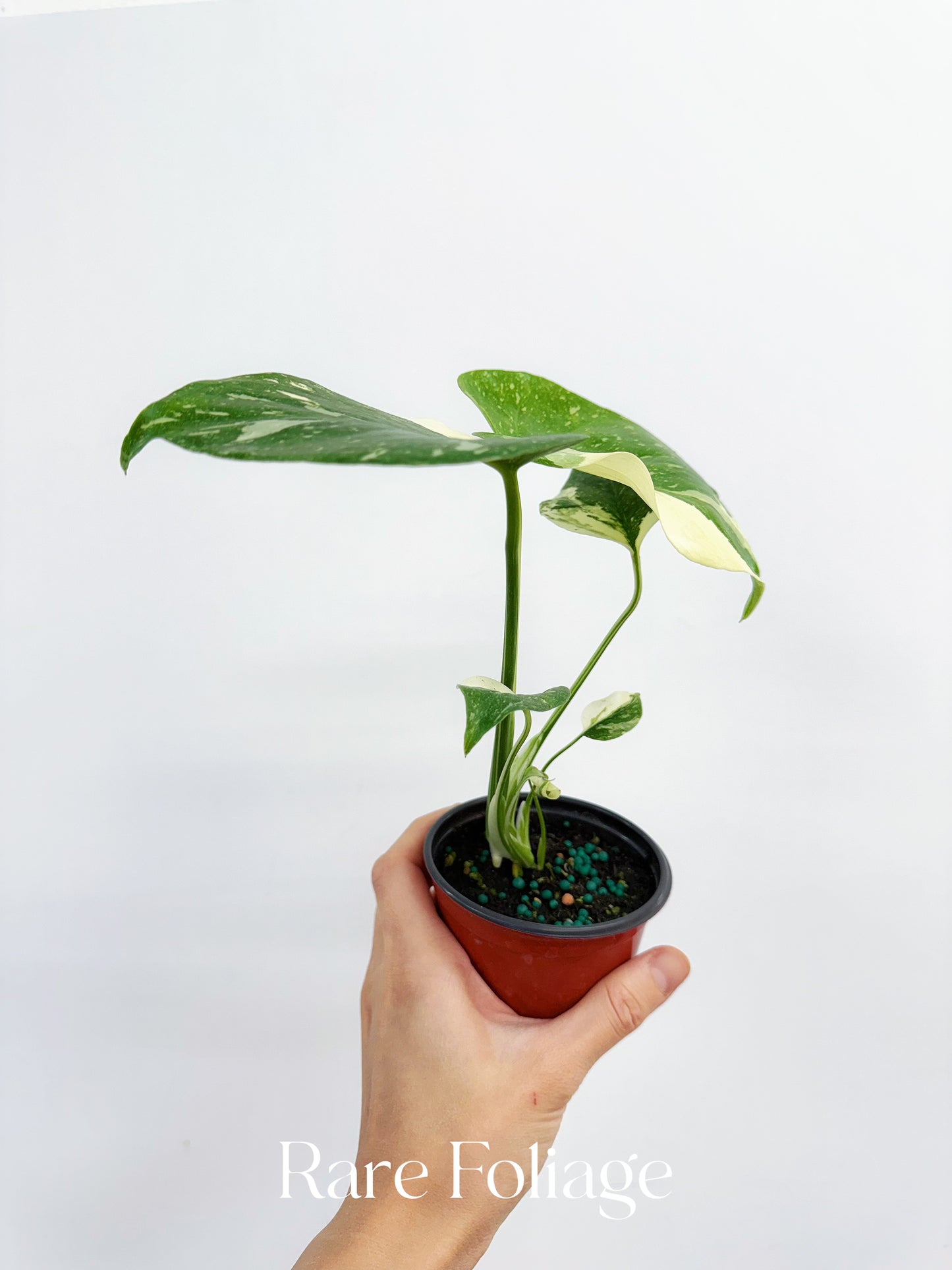 Monstera Thai Constellation 4"