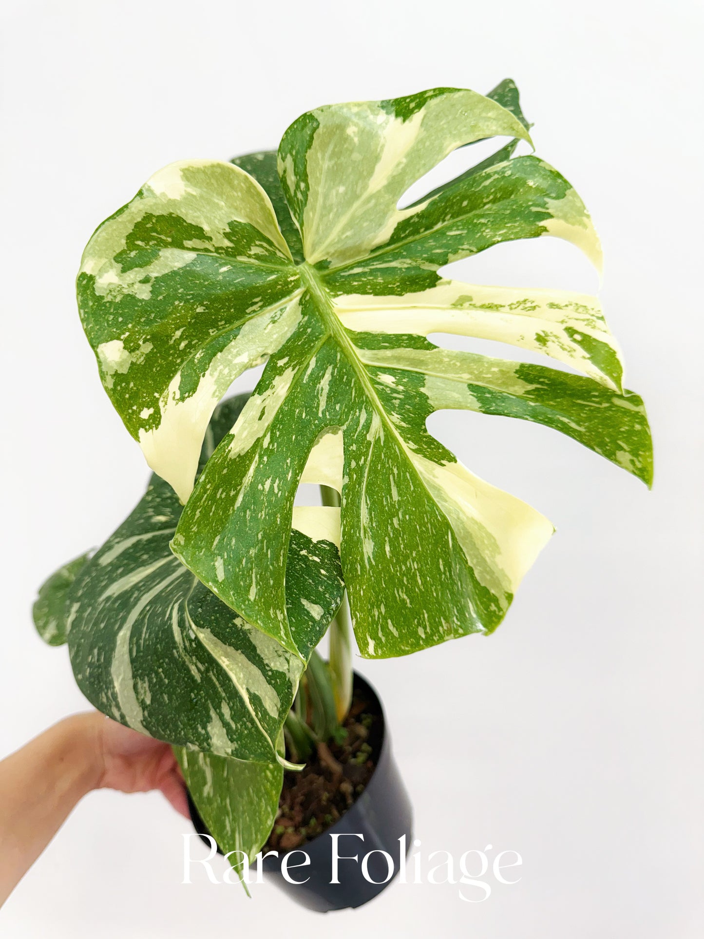 Monstera Thai Constellation 6" High Variegation