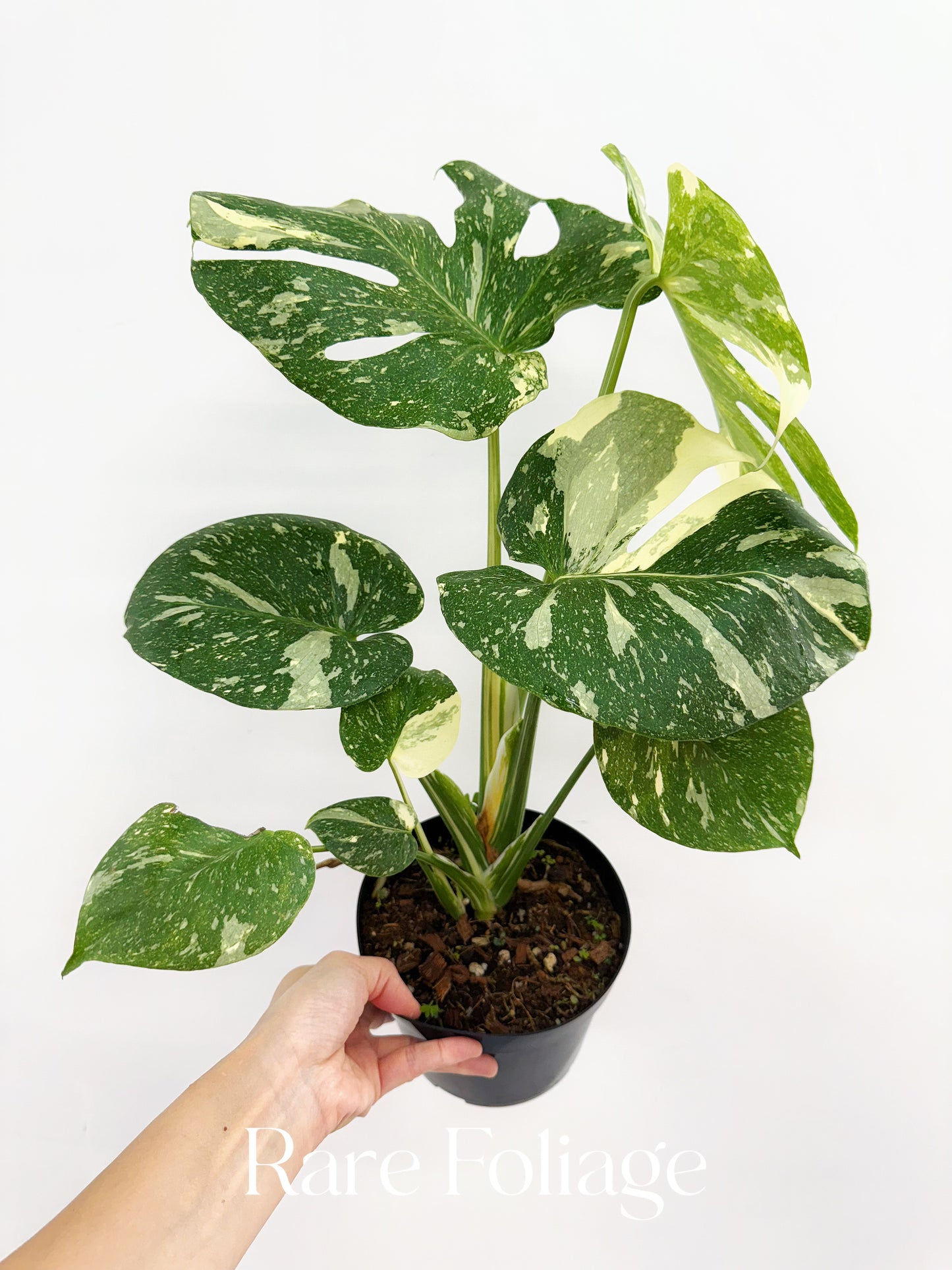 Monstera Thai Constellation 6" High Variegation