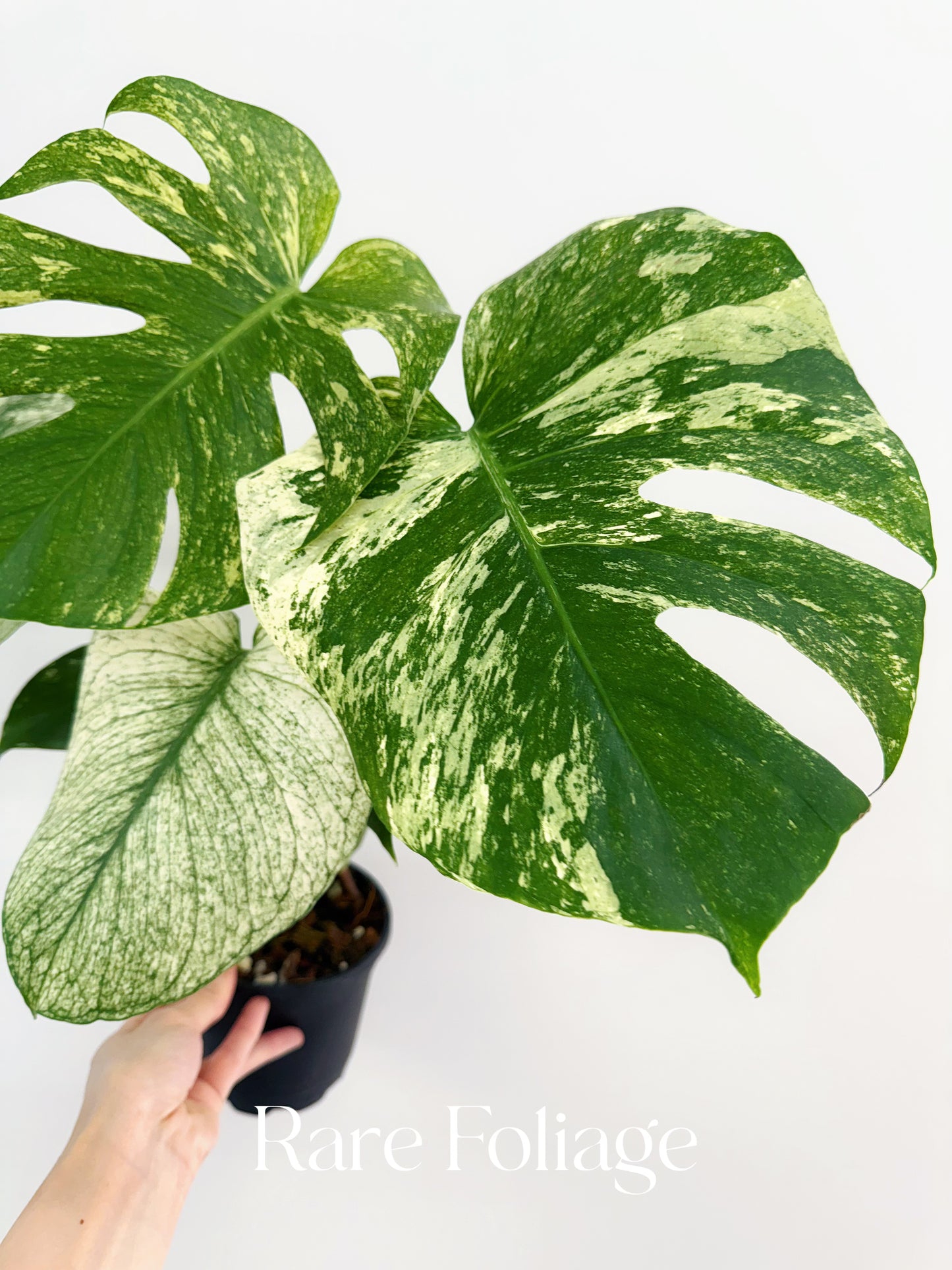 Monstera White Monster 5” Exact Plant