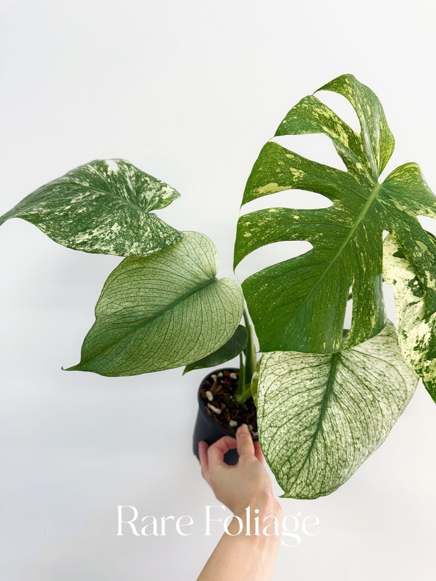 Monstera White Monster 5” Exact Plant