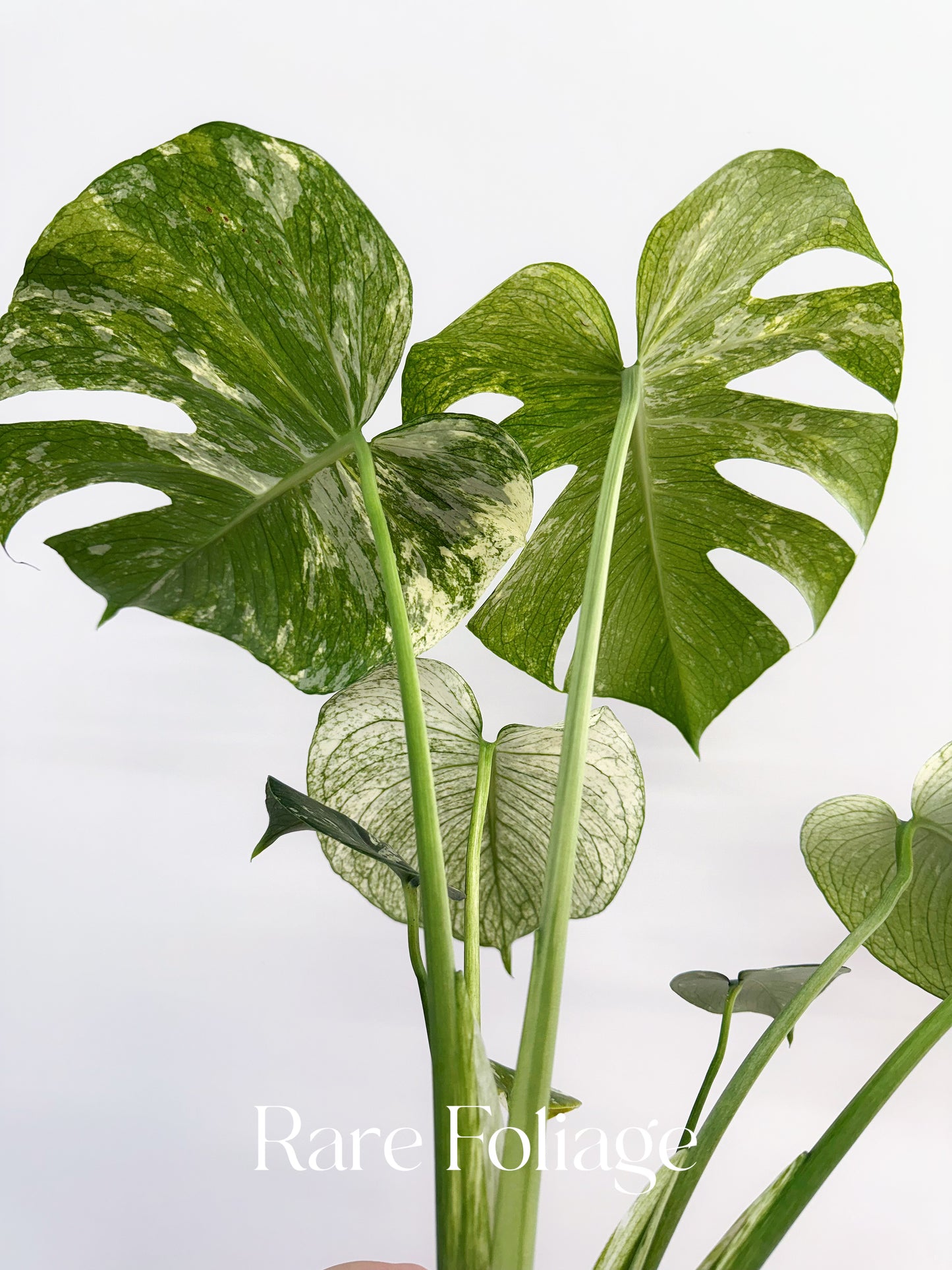 Monstera White Monster 5” Exact Plant