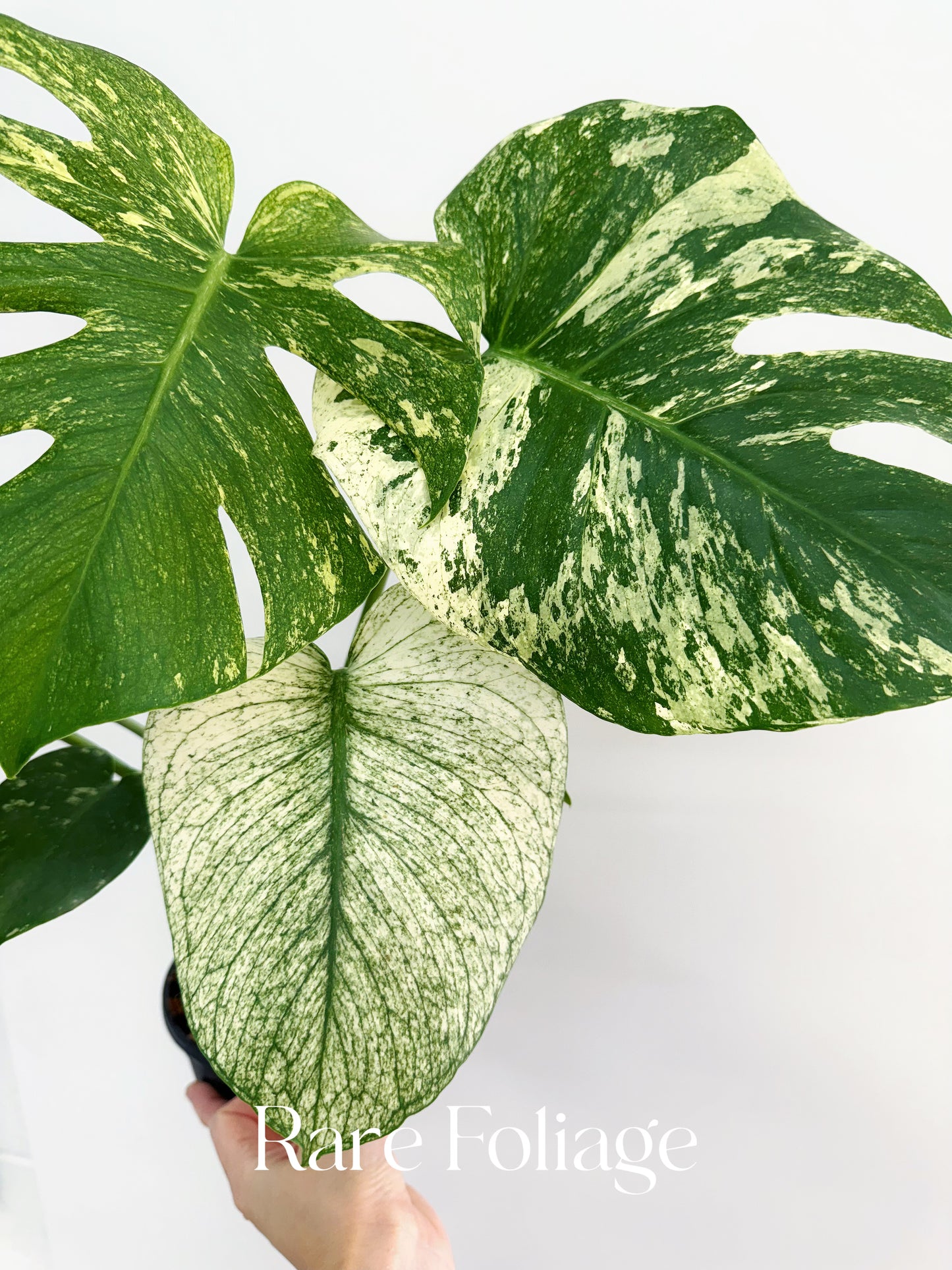 Monstera White Monster 5” Exact Plant