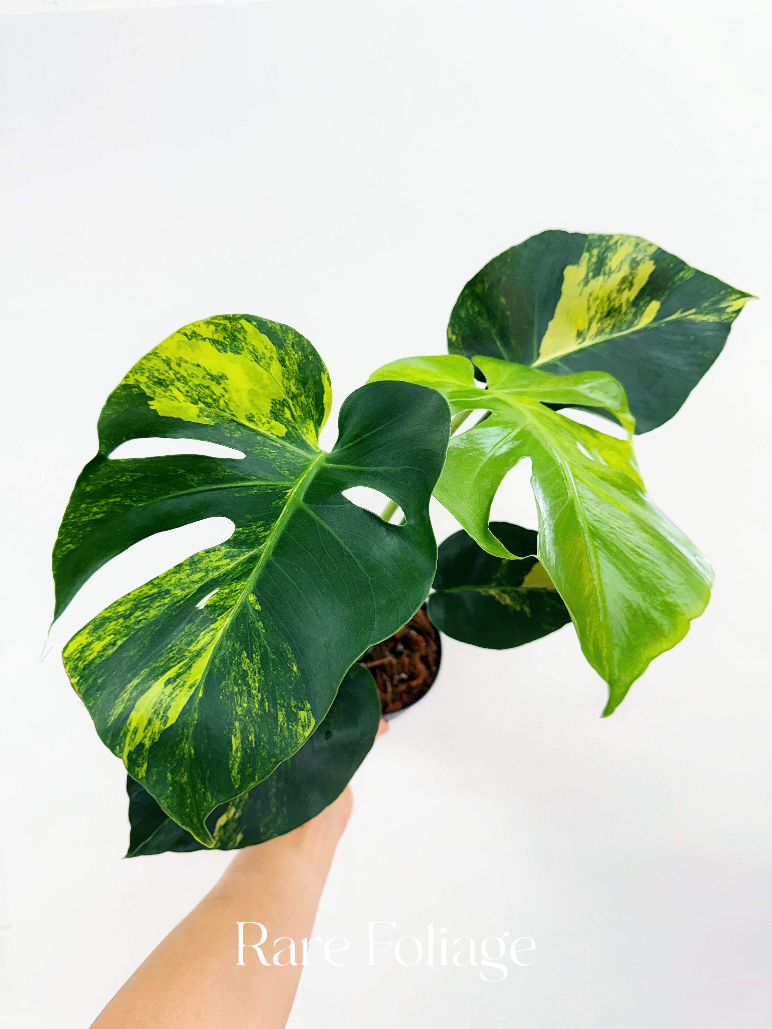 monstera yellow Monstera Yellow Marilyn 6” – Rare Foliage Plant Co
