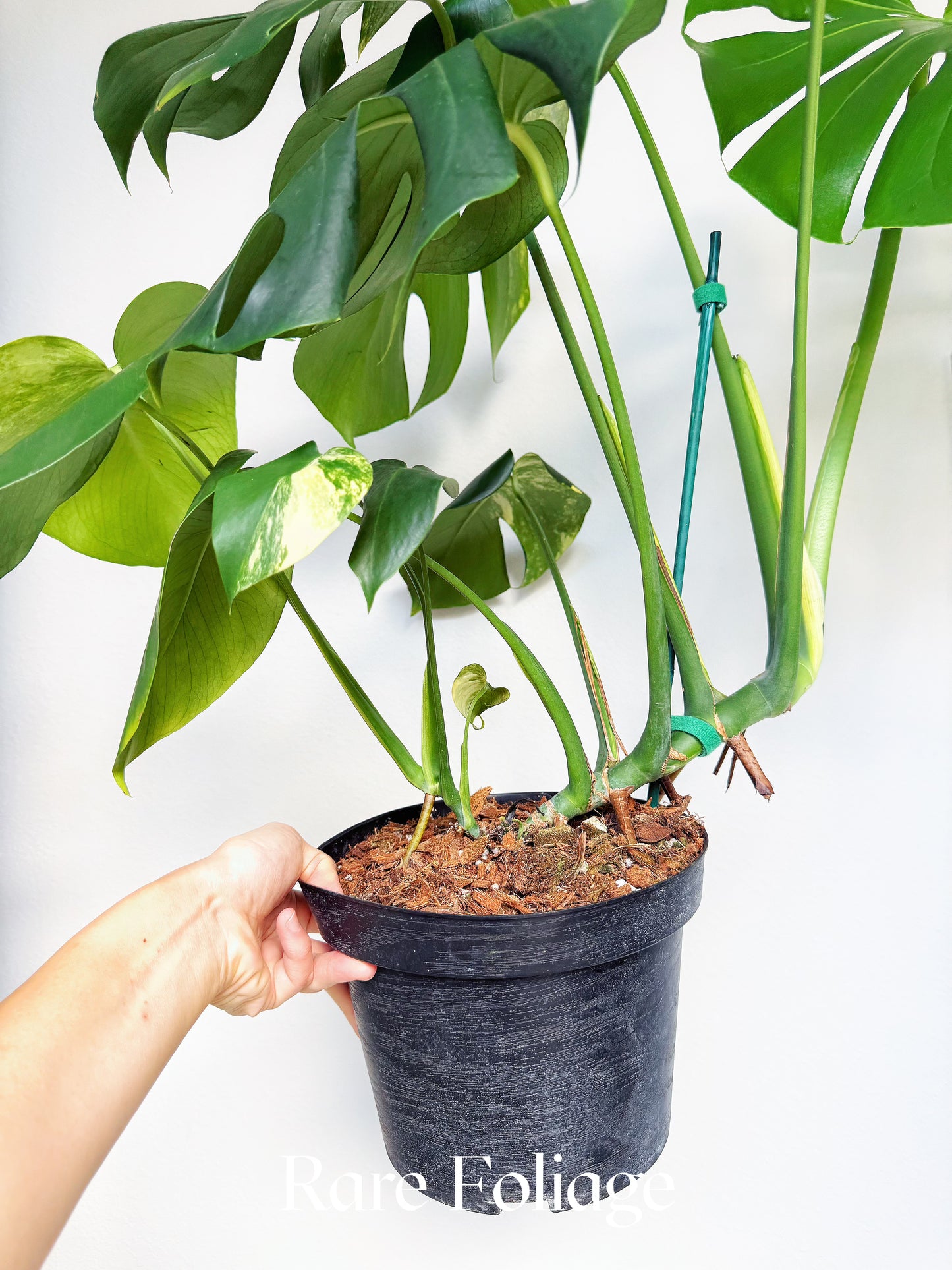 Monstera Yellow Marilyn 8" Low Color