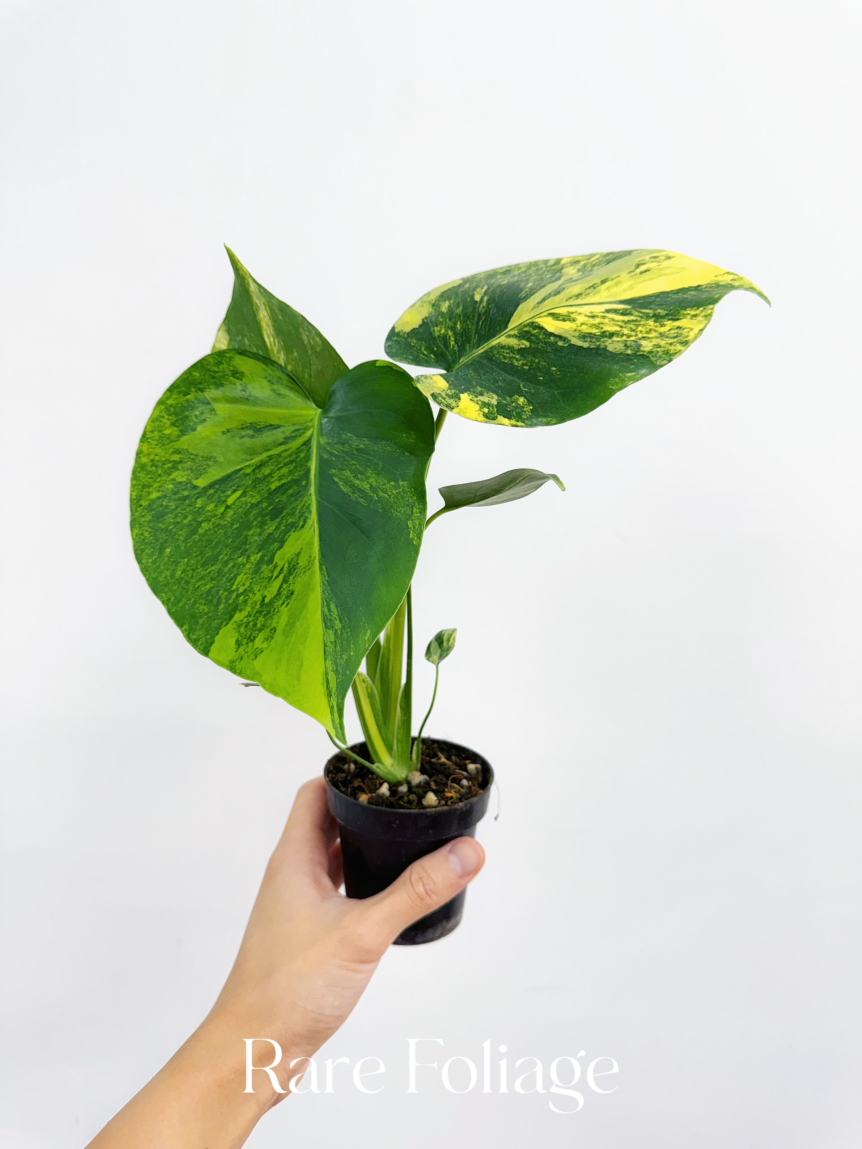monstera yellow marilyn Monstera Yellow Marilyn 3” – Rare Foliage Plant Co
