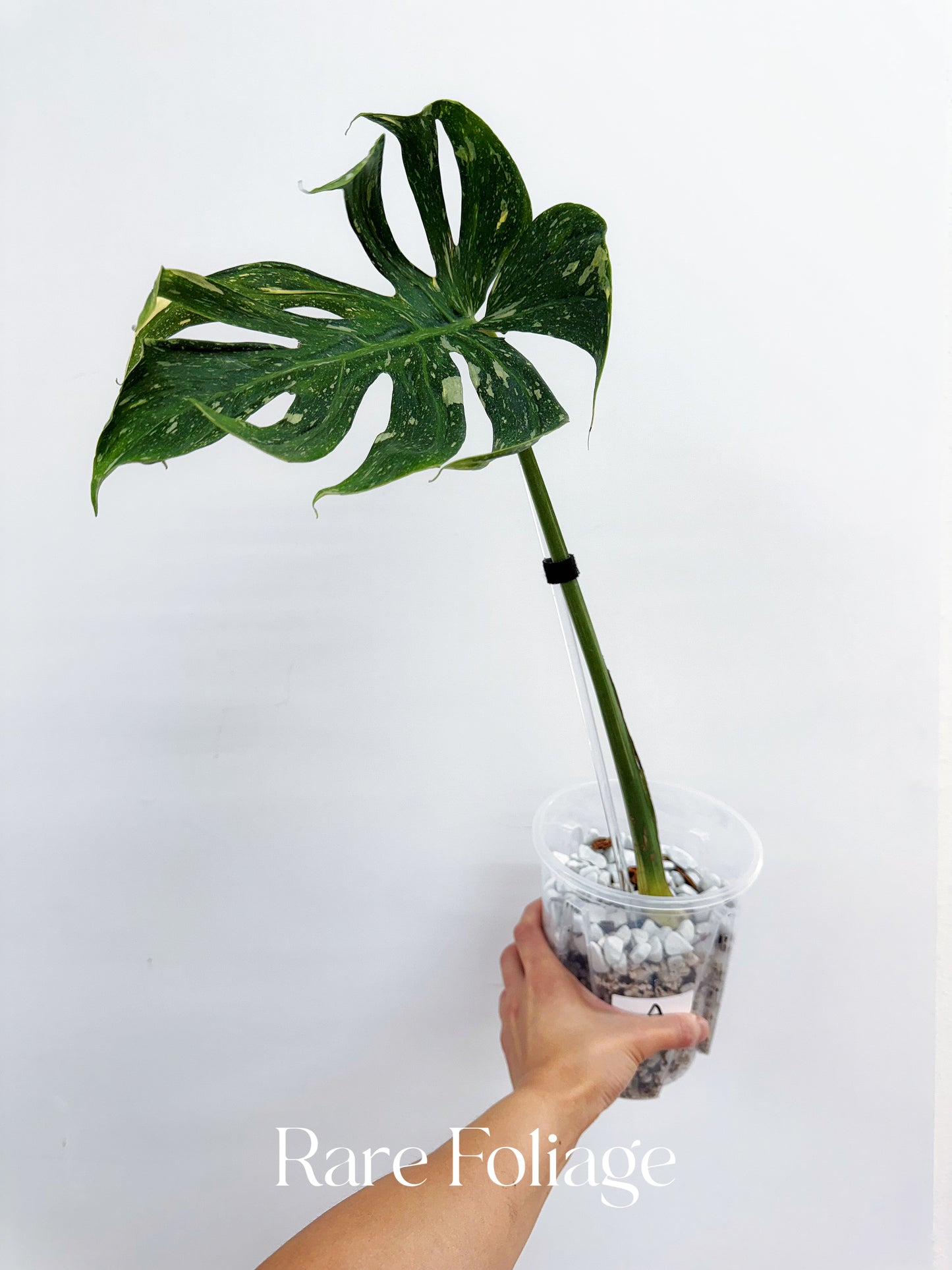 Monstera Deliciosa Medusa 4” Rooted Cuttings