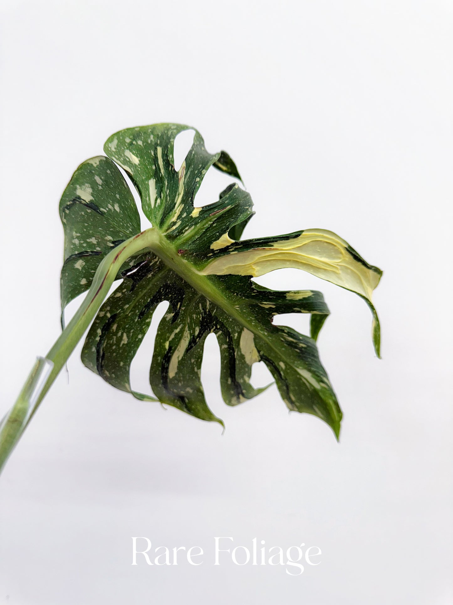 Monstera Deliciosa Medusa 4” Rooted Cuttings