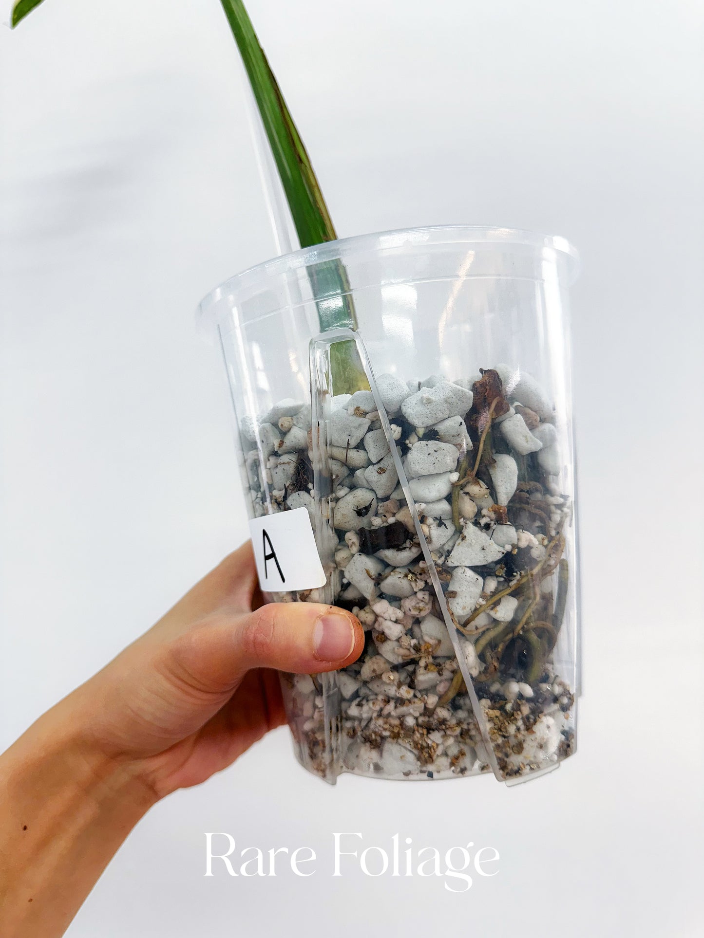 Monstera Deliciosa Medusa 4” Rooted Cuttings