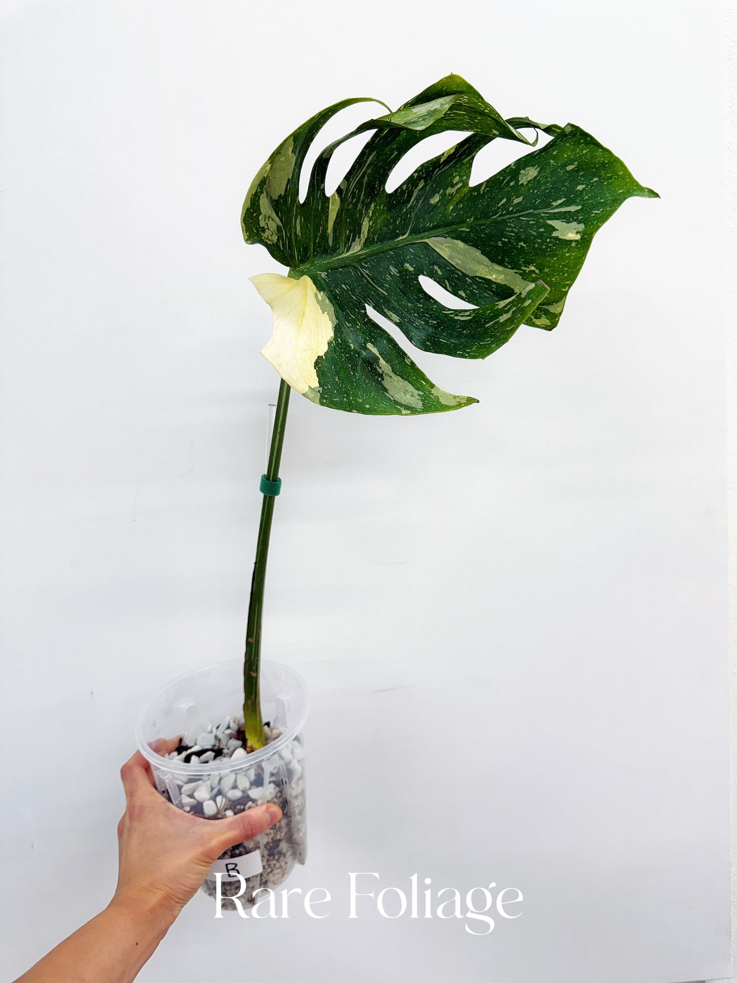 Monstera Deliciosa Medusa 4” Rooted Cuttings