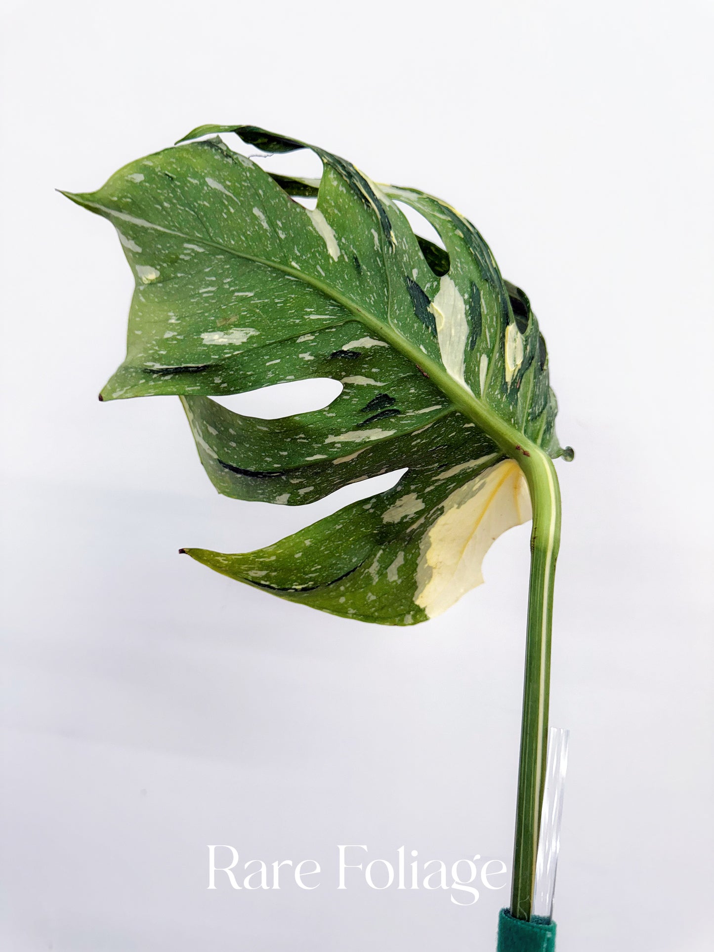 Monstera Deliciosa Medusa 4” Rooted Cuttings