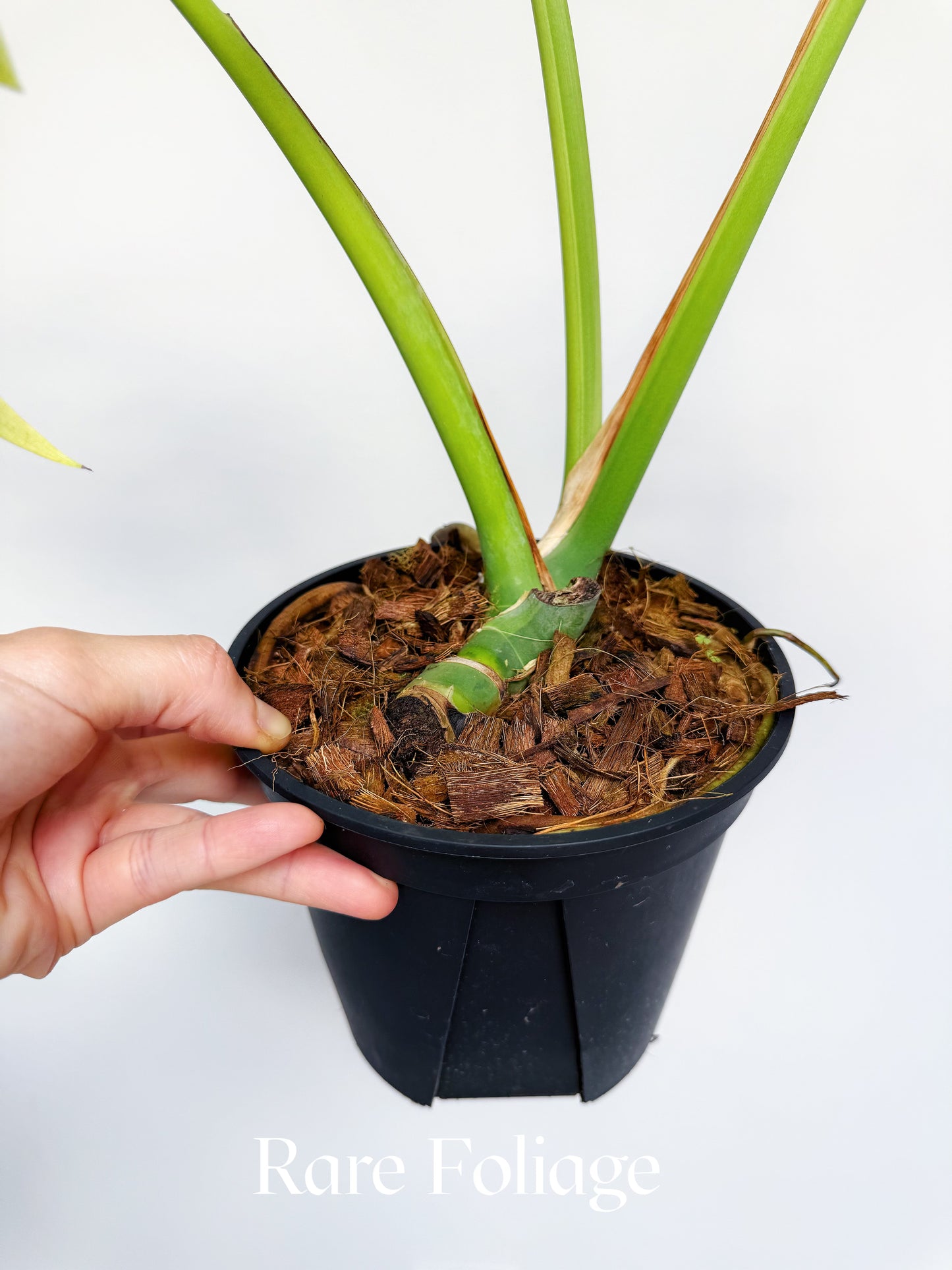 Monstera Deliciosa Light Lime 6” Exact Plant