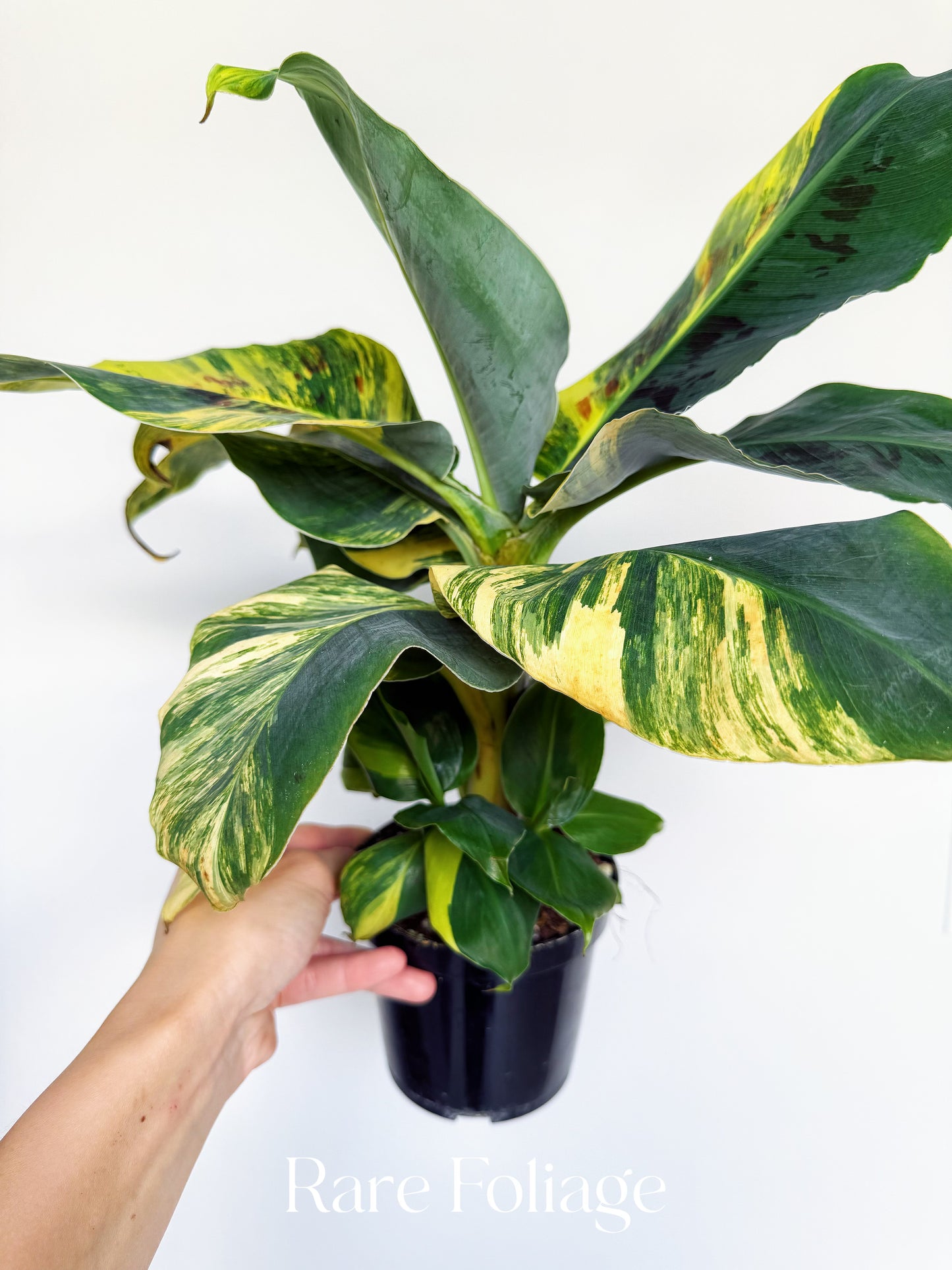 Musa Acuminata Tricolor Variegated 4” Exact Plant