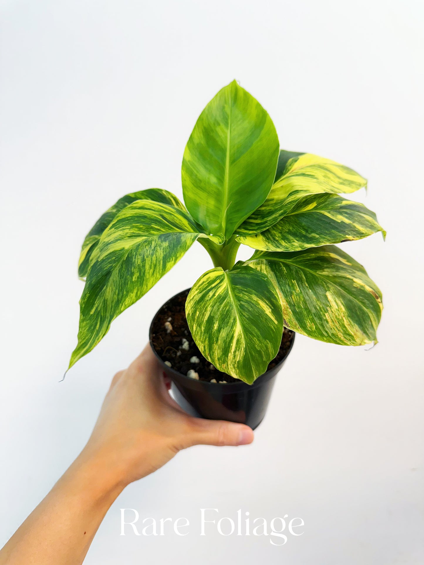 Musa Acuminata ‘Papua’ Aurea Variegated Banana 4” Exact Plant