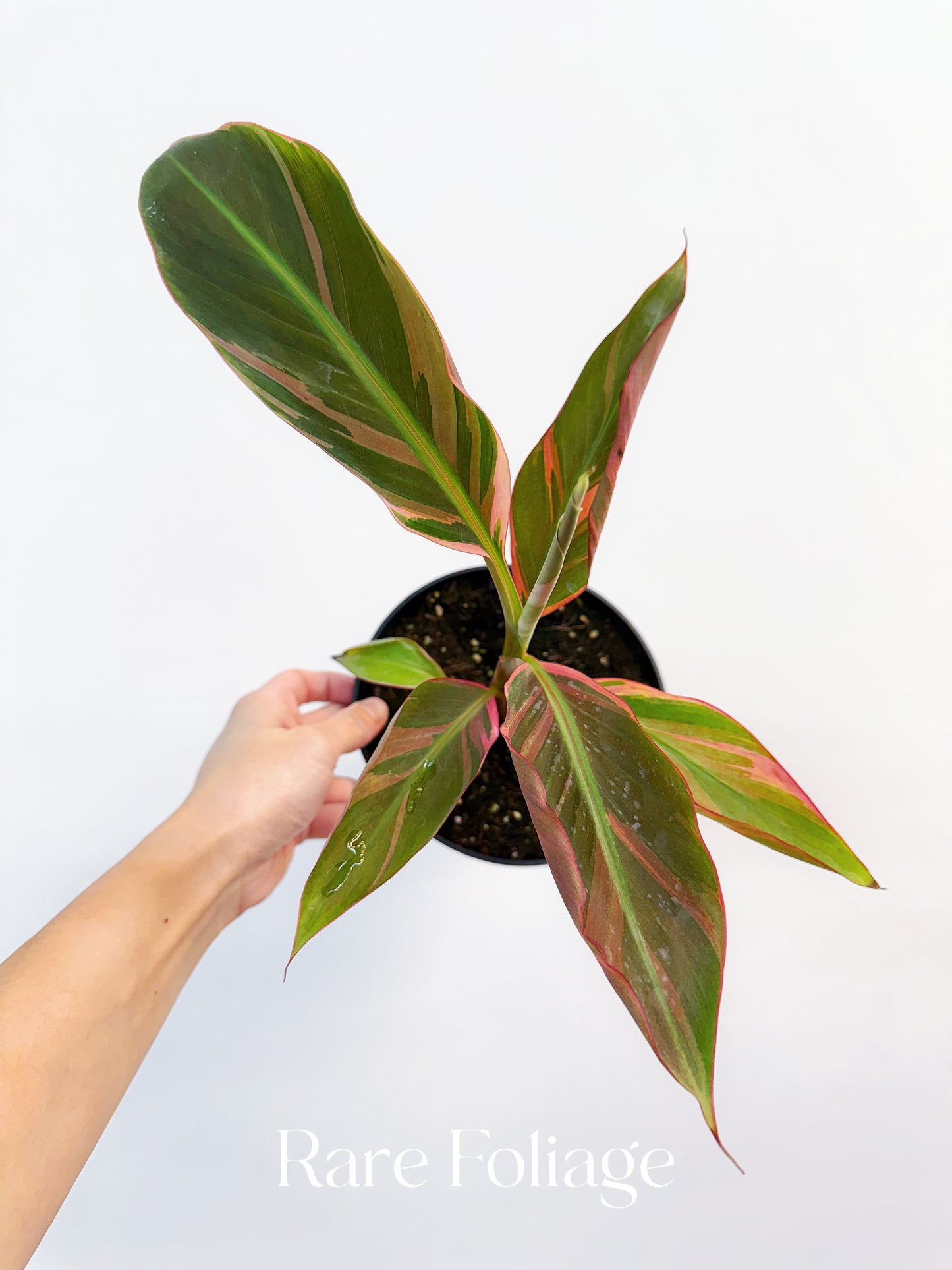 Musa Nono Pink Banana 6”