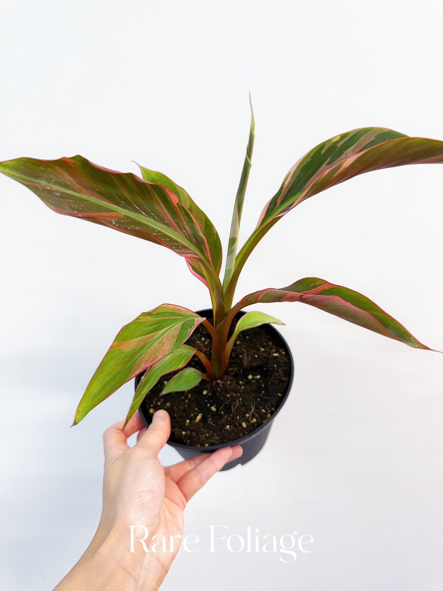 Musa Nono Pink Banana 6”