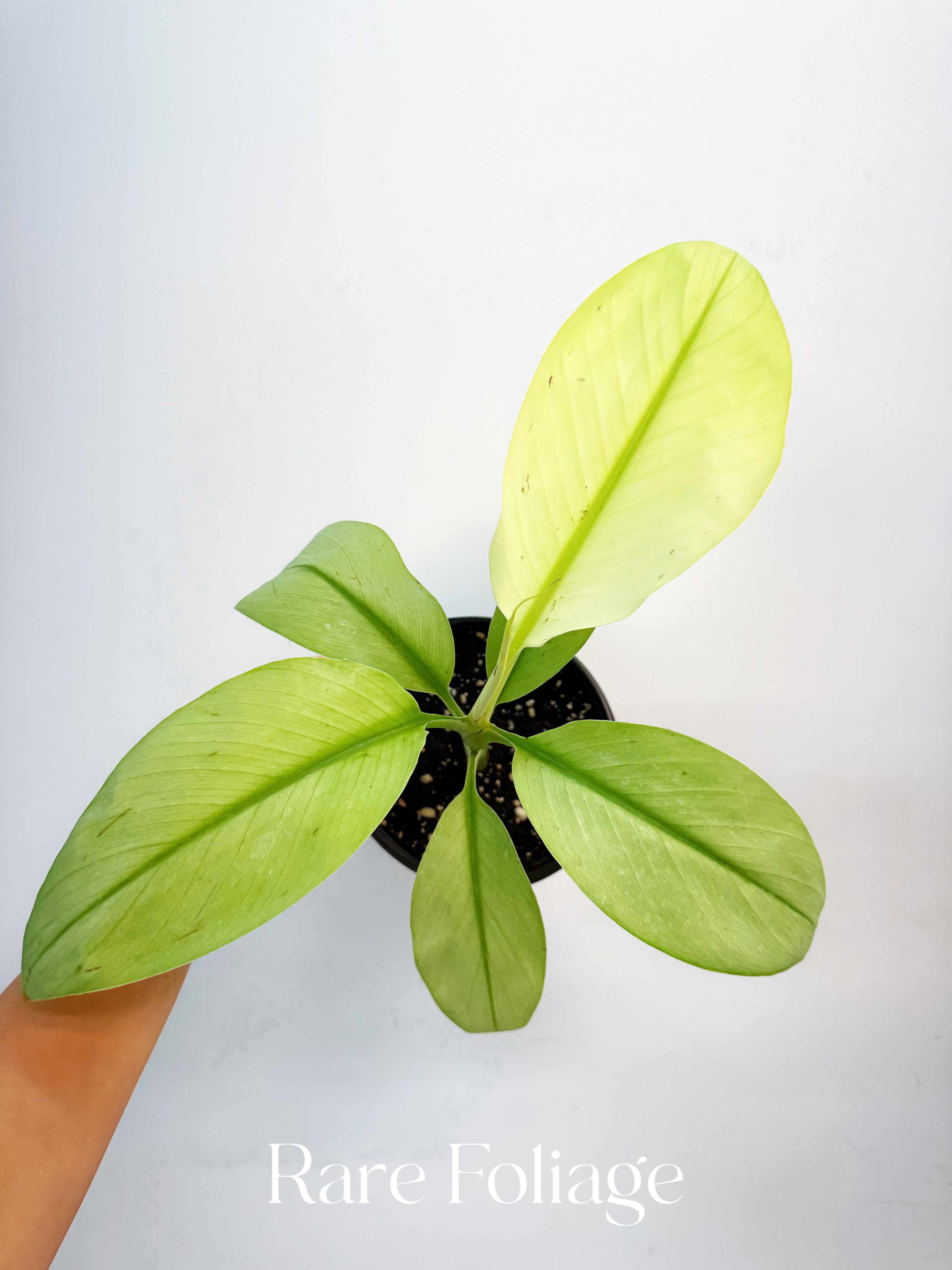 philodendron siam Musa Siam Pearl Banana 6”