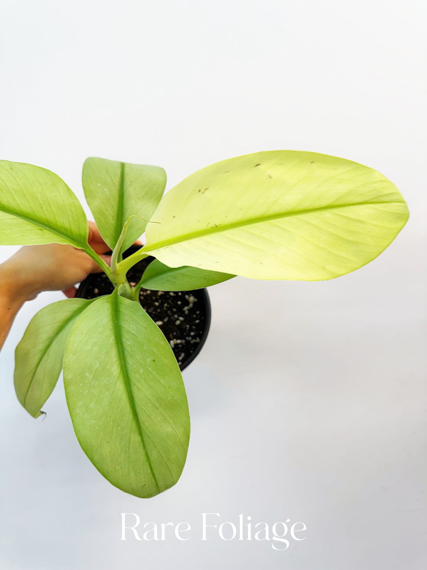 Musa Siam Pearl Banana 6”