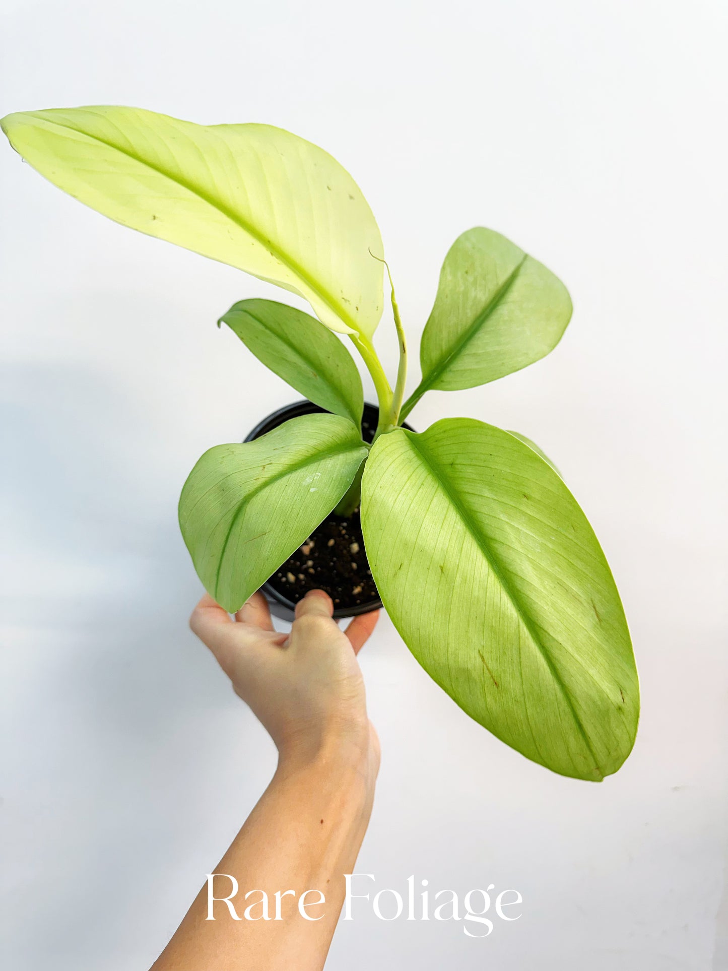Musa Siam Pearl Banana 6”