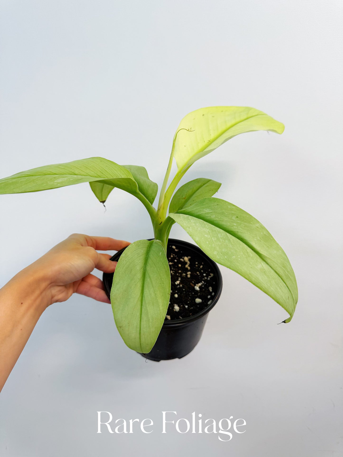 Musa Siam Pearl Banana 6”