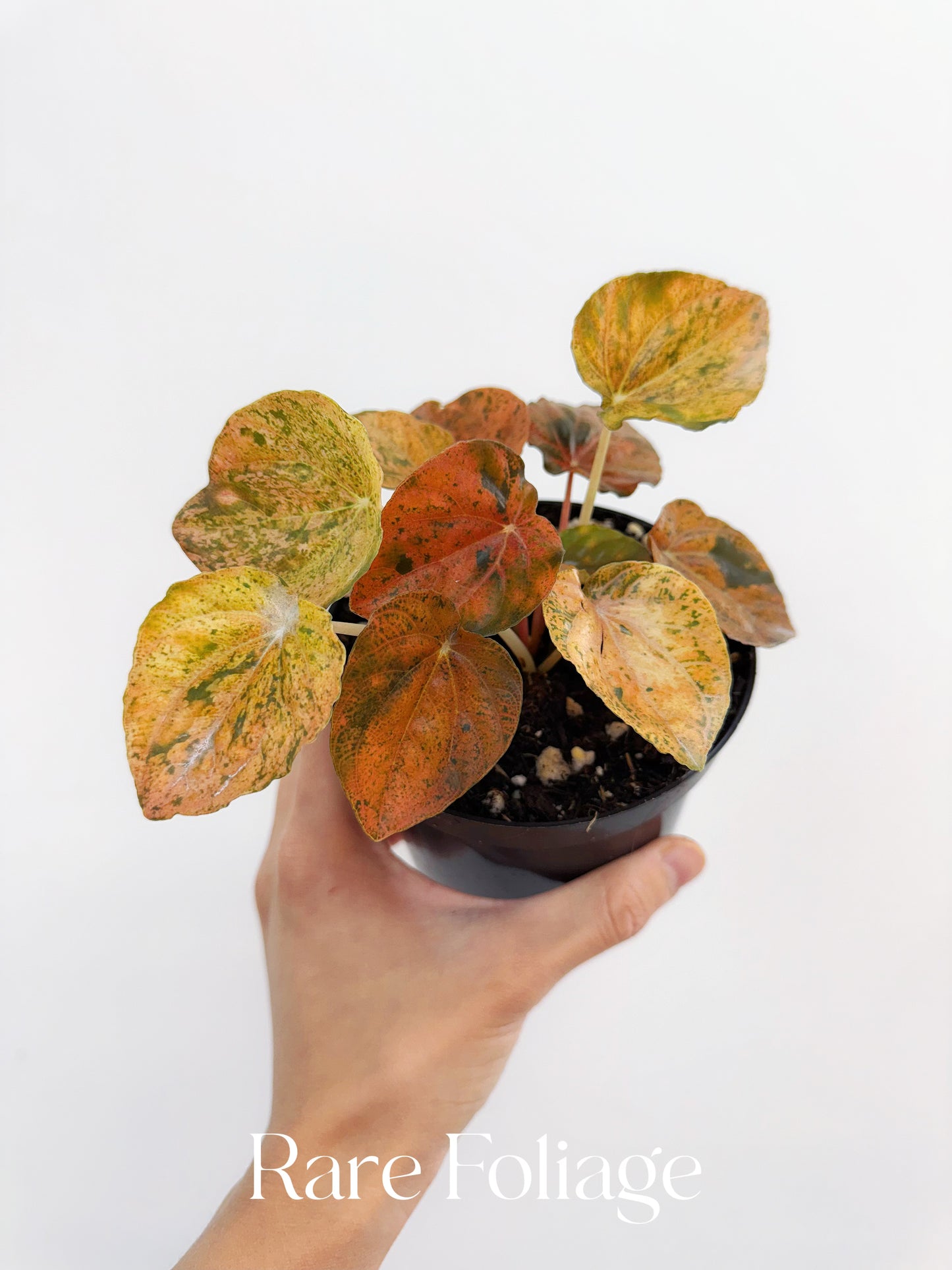Peperomia Pink Lady Orange Variegated 4”