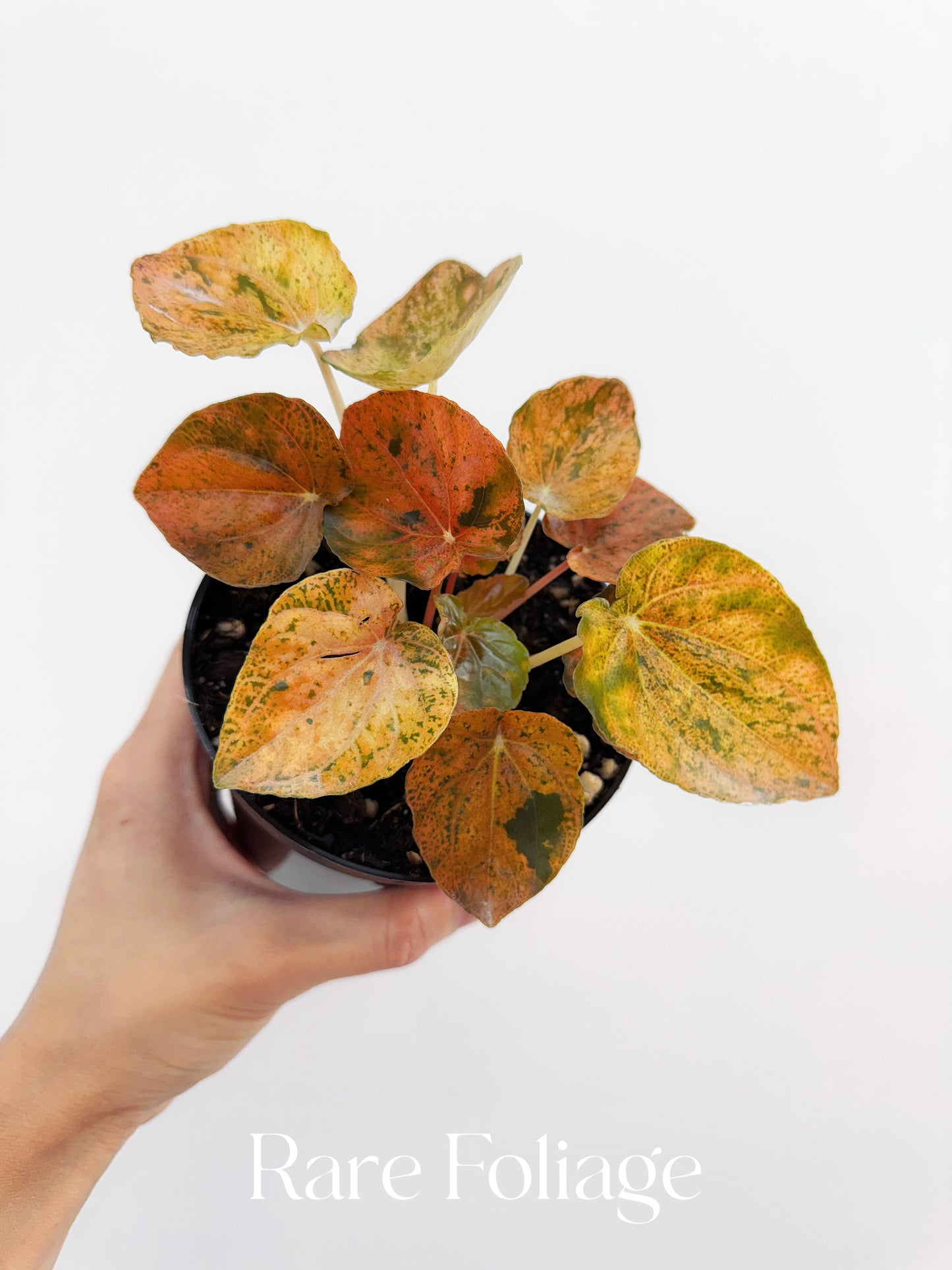 Peperomia Pink Lady Orange Variegated 4”