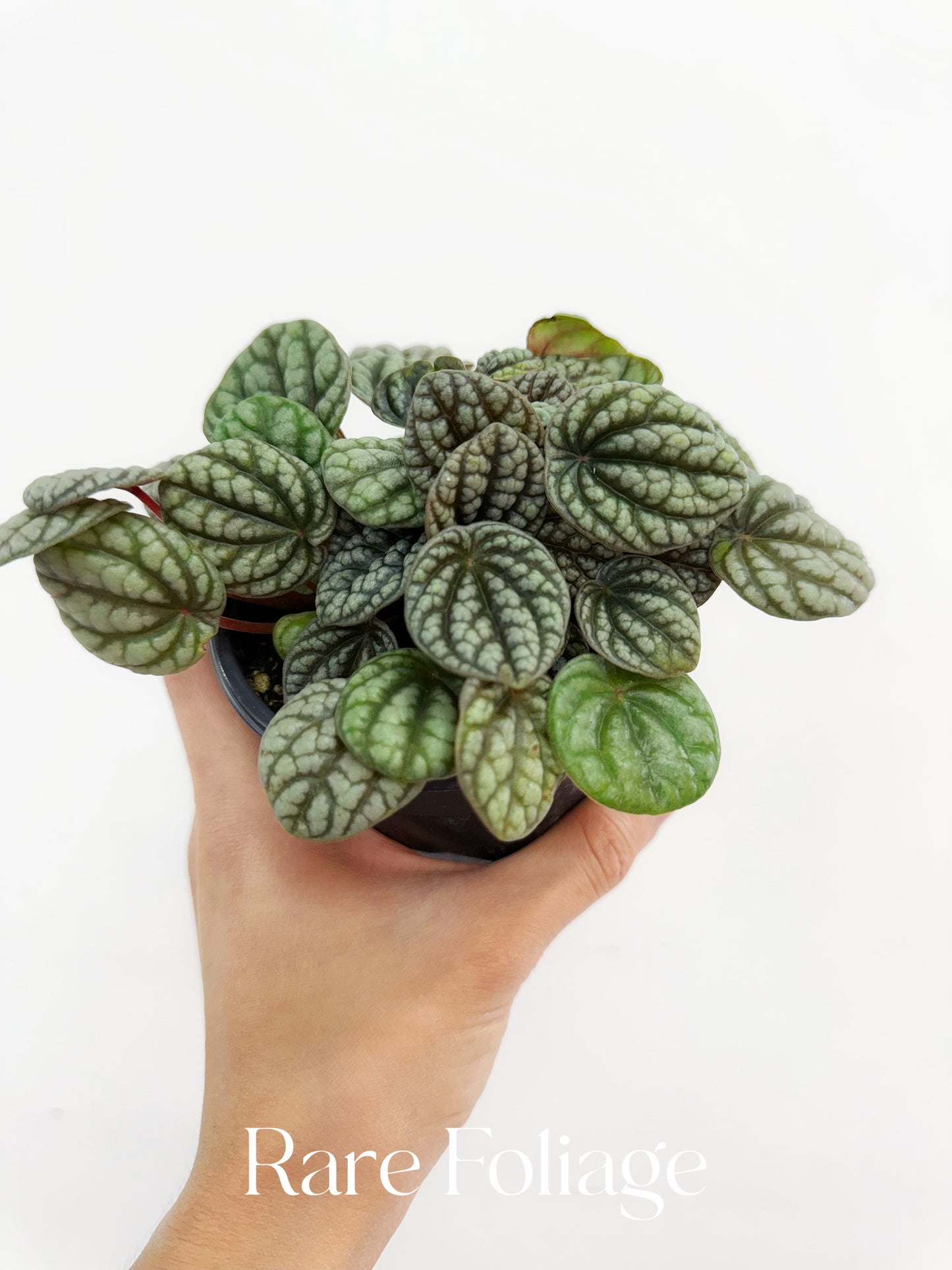 Peperomia Ripple 4”