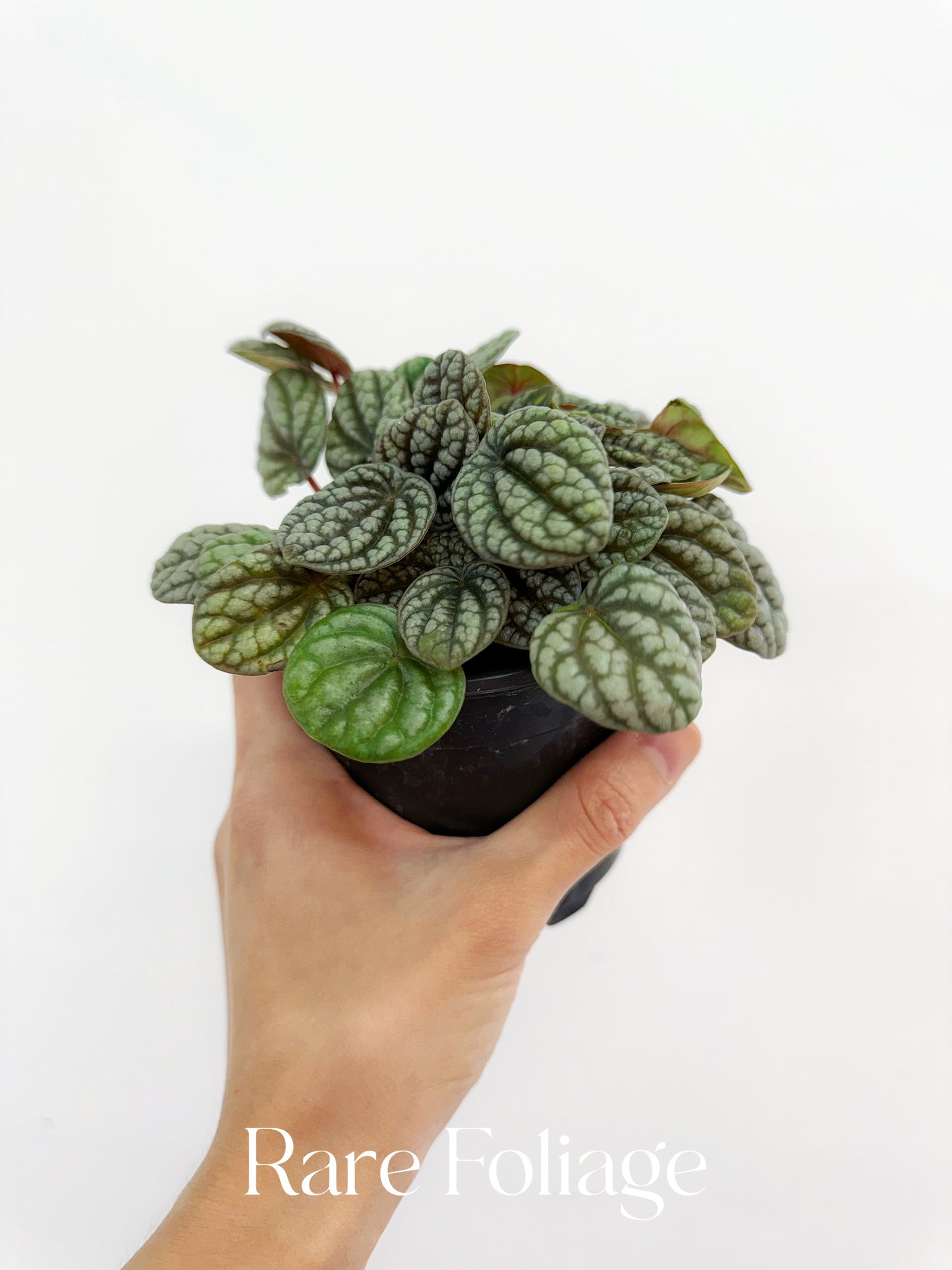 Peperomia Ripple 4”