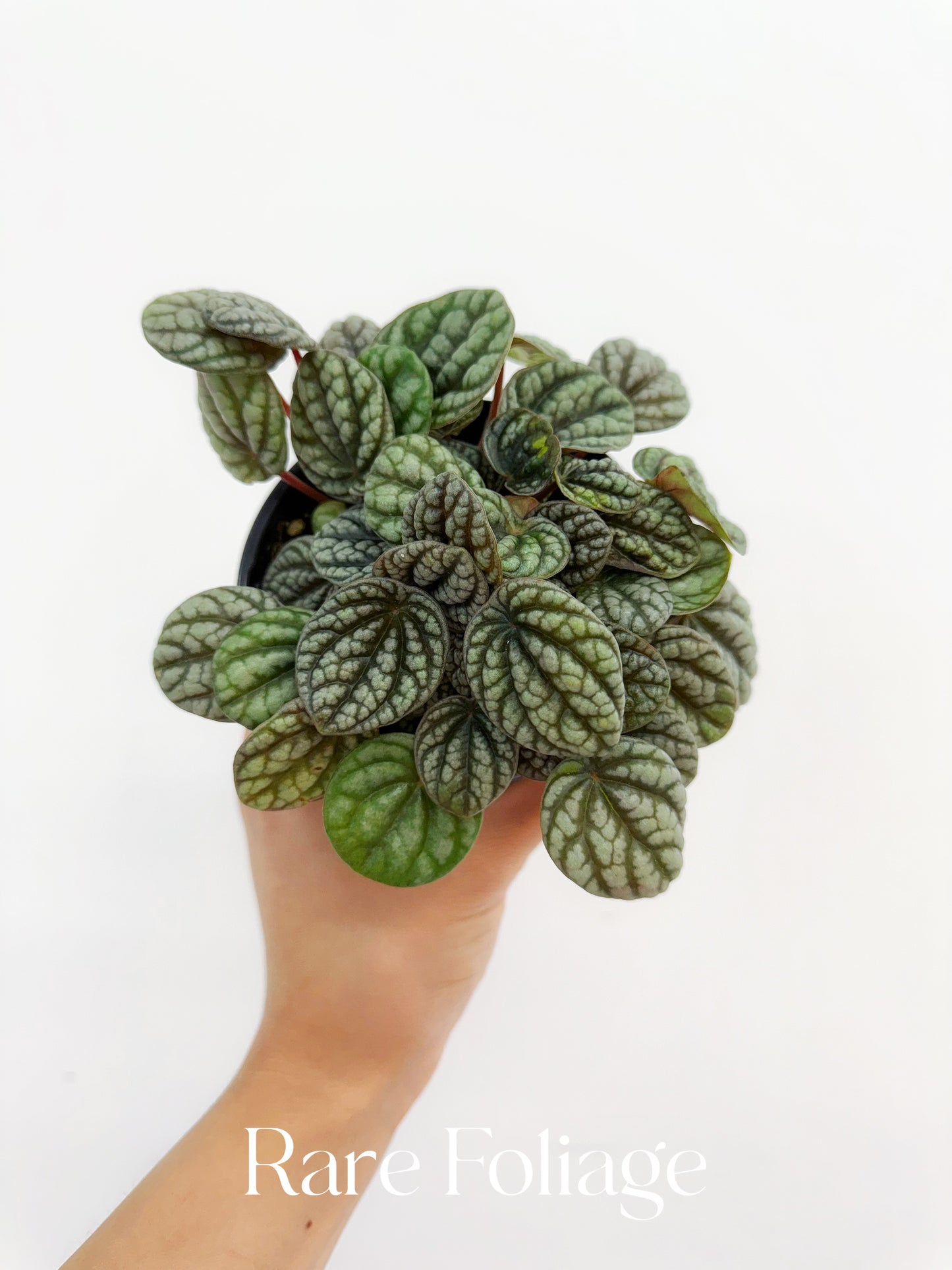 Peperomia Ripple 4”