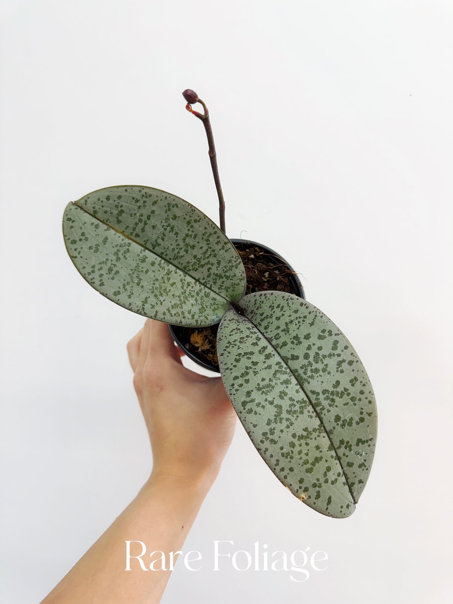 Phalaenopsis Schilleriana Silver 4”