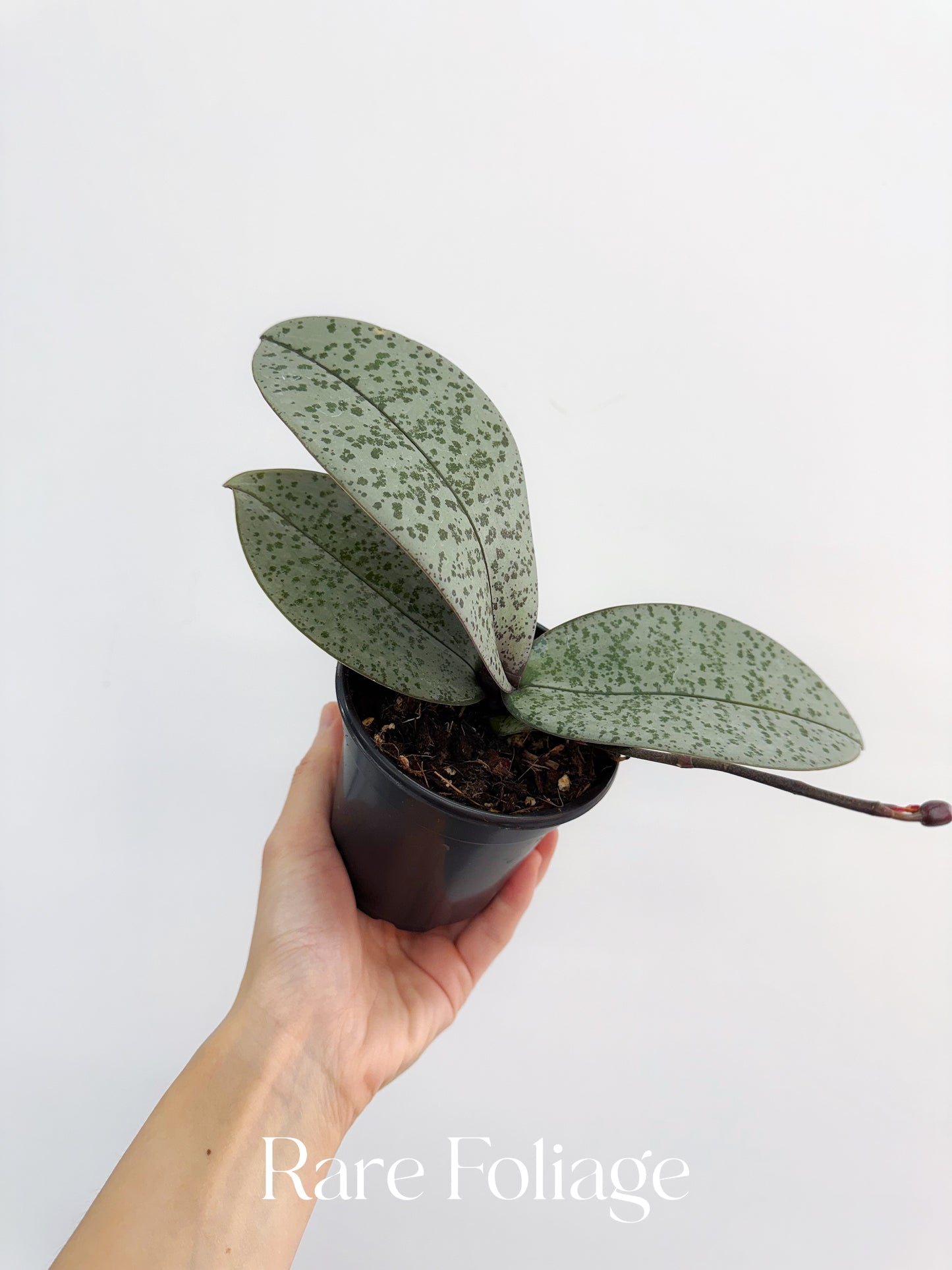 Phalaenopsis Schilleriana Silver 4”