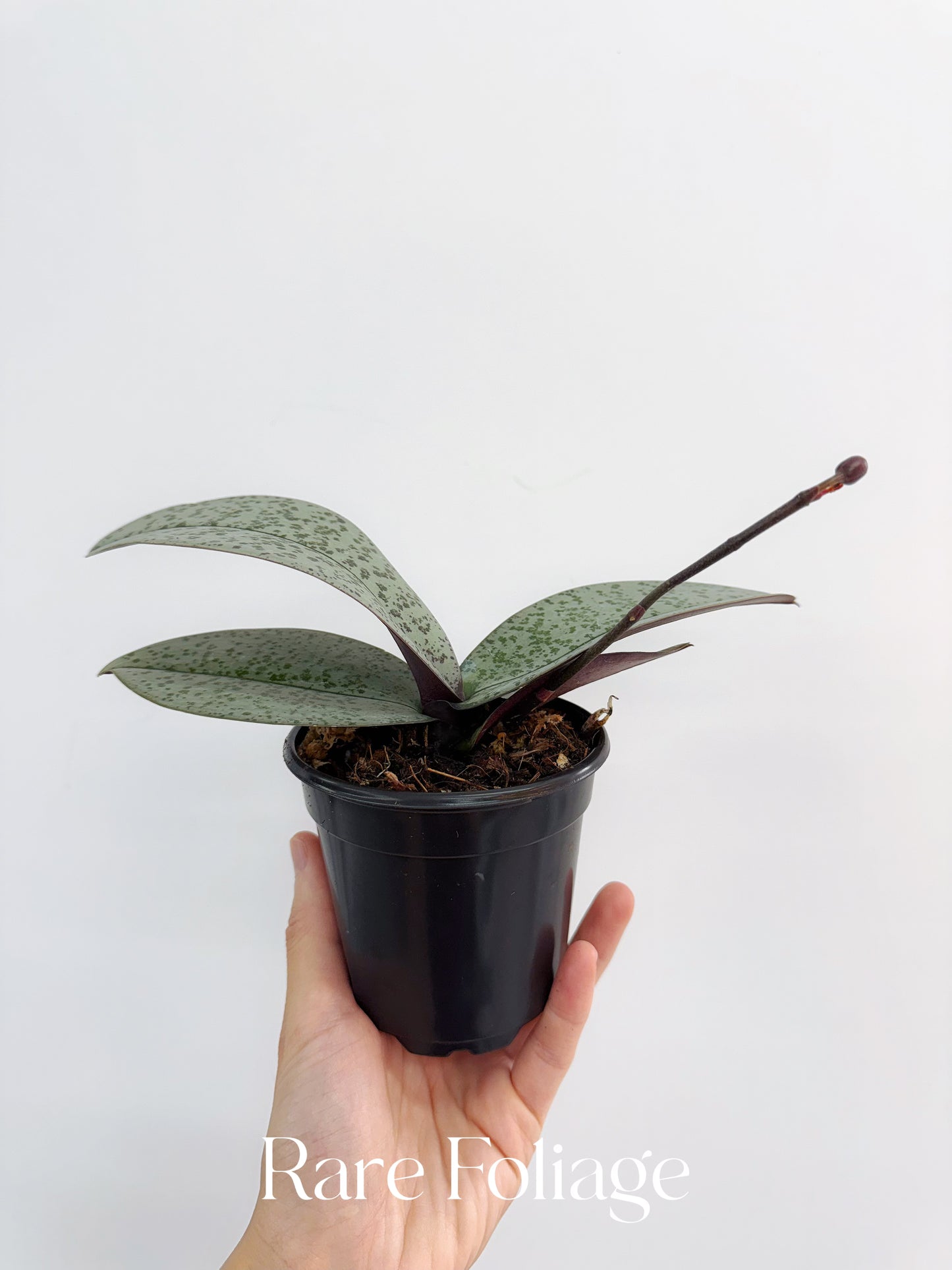 Phalaenopsis Schilleriana Silver 4”