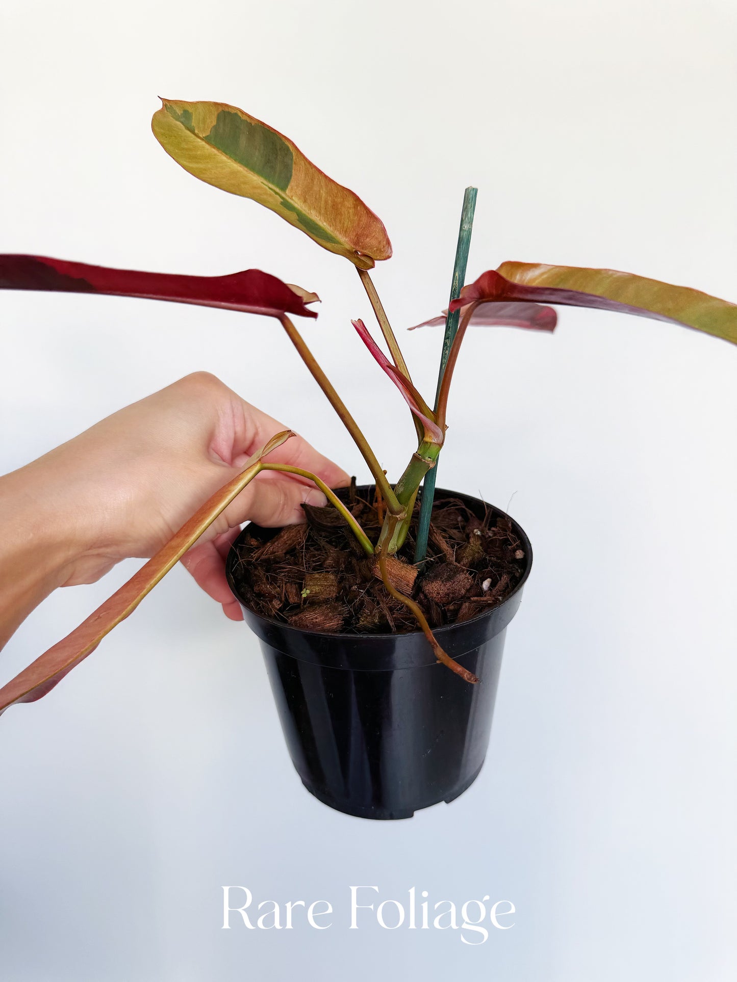 Philodendron Atabapoense Pink Variegated 4”