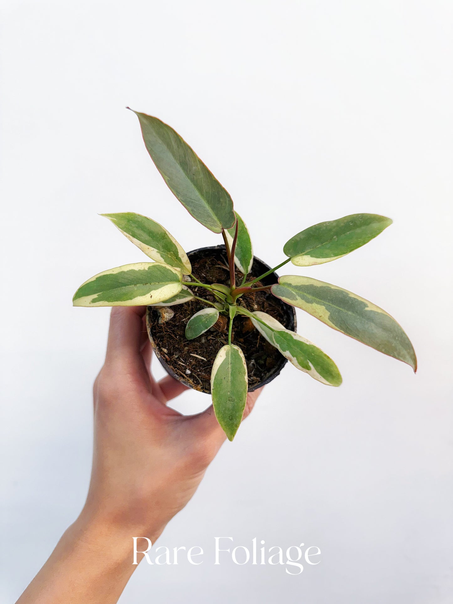 Philodendron Atabapoense Variegated 3”