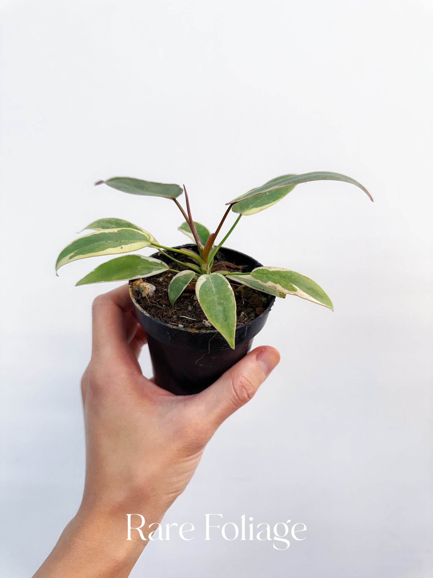 Philodendron Atabapoense Variegated 3”