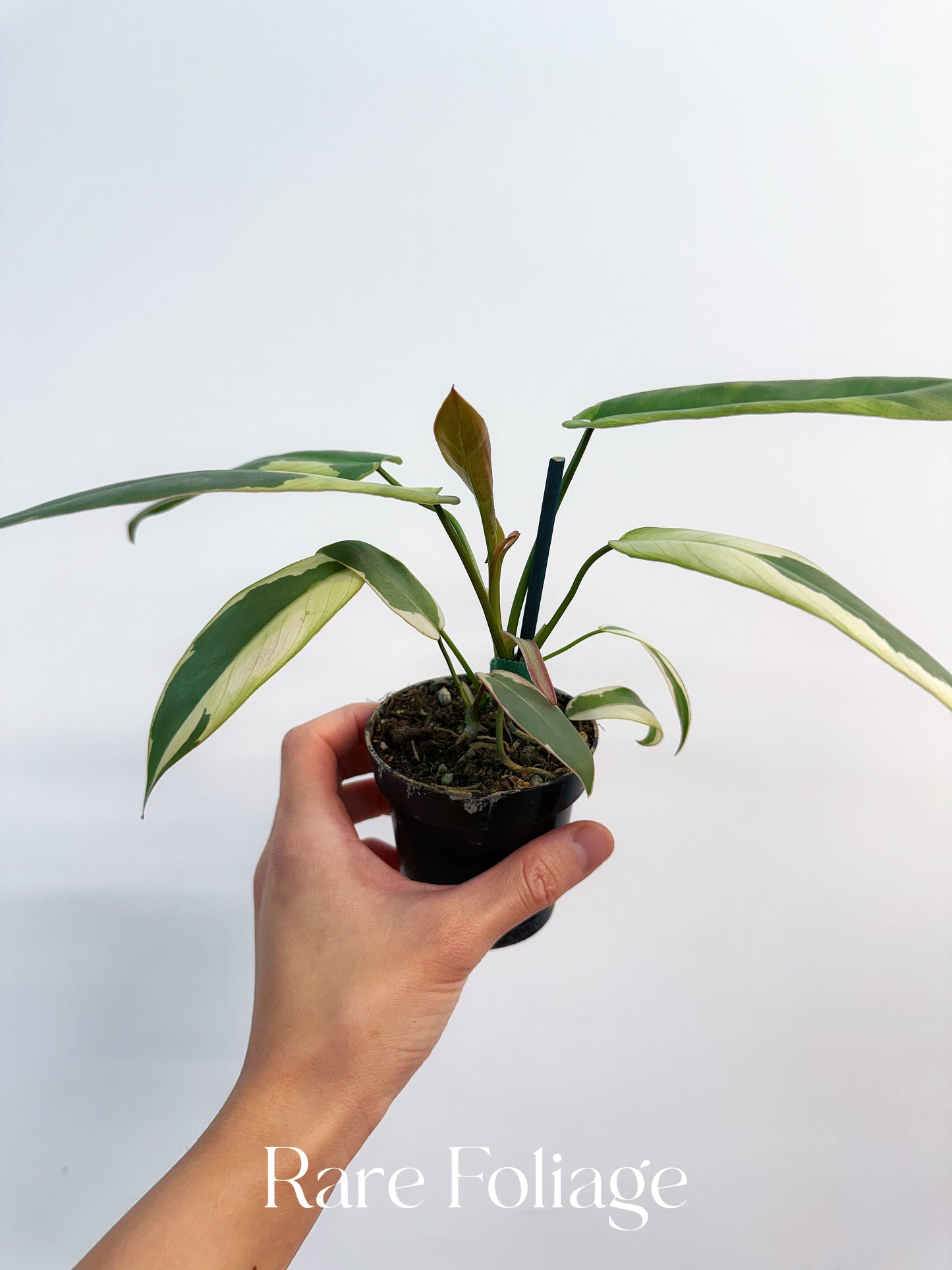 Philodendron Atabapoense Variegated 3”