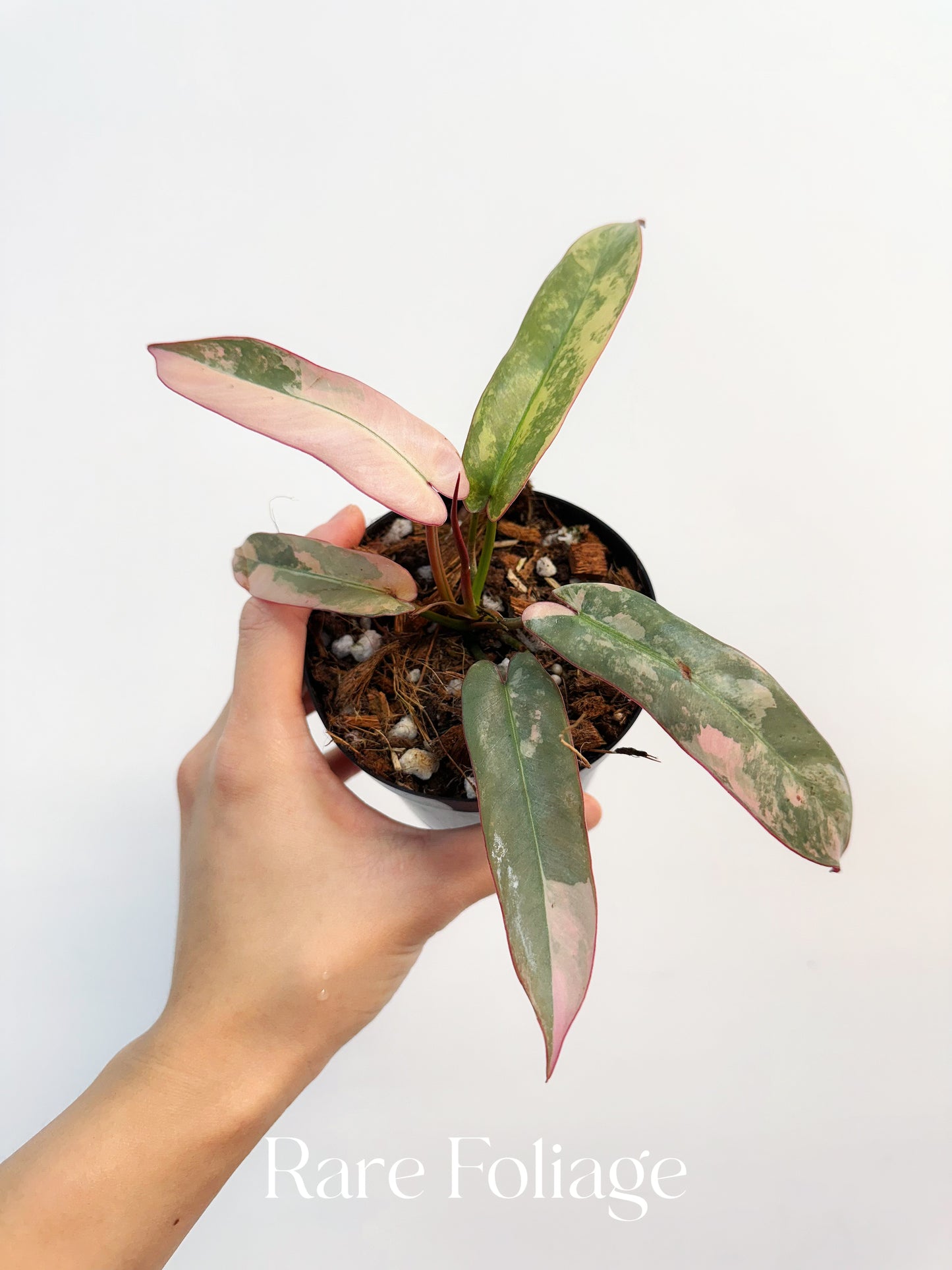 Philodendron Atabapoense Pink Variegated 4” Exact Plant