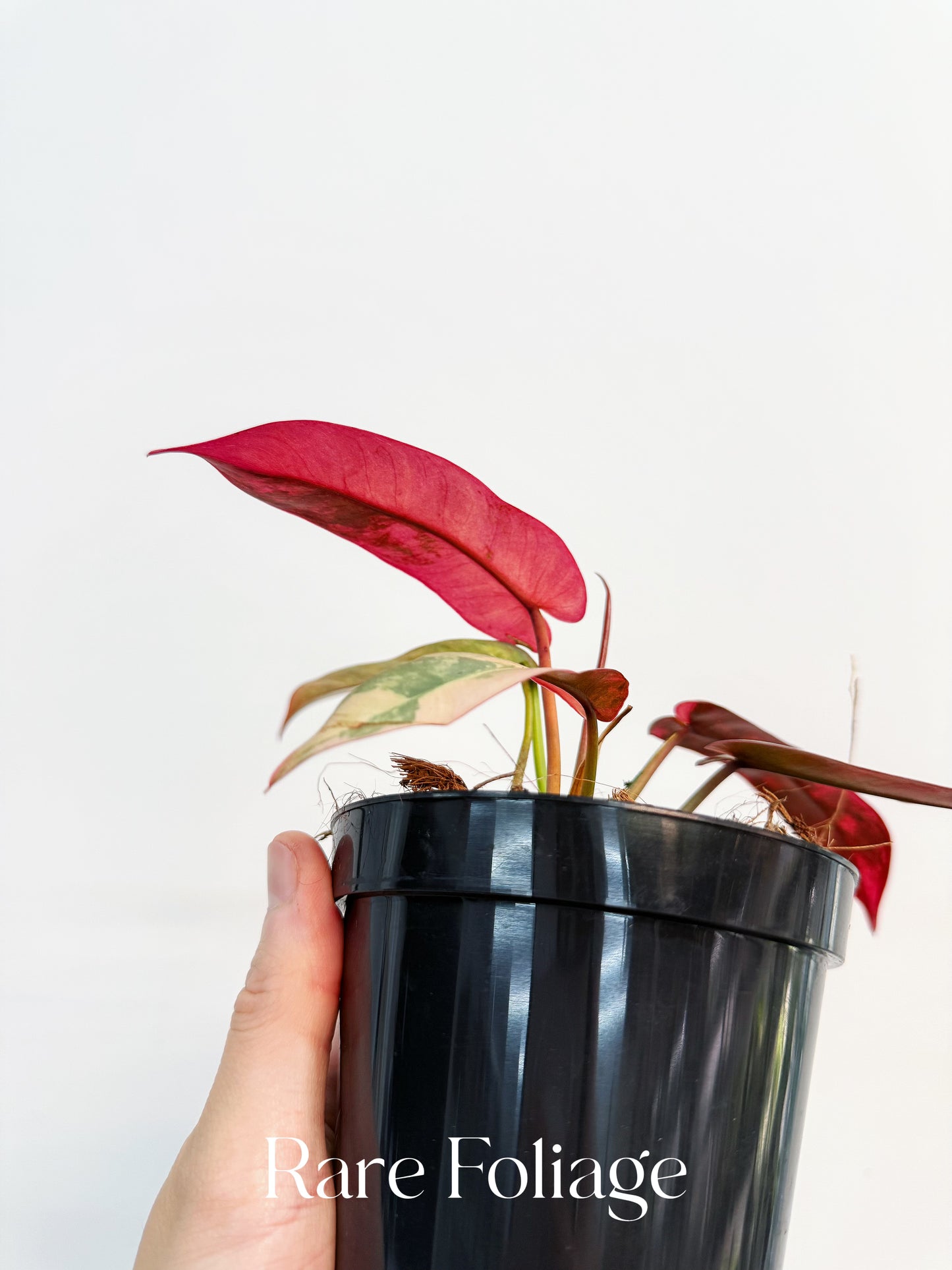 Philodendron Atabapoense Pink Variegated 4” Exact Plant