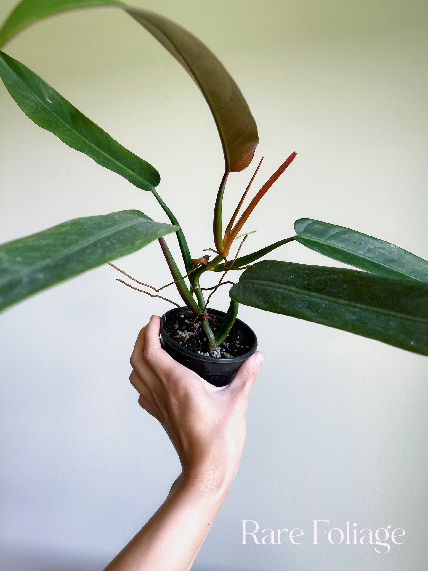 Philodendron Bi Color 4”