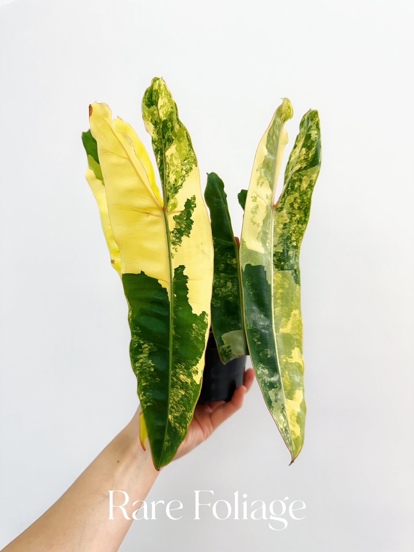 Philodendron Billietiae Variegated 4” Exact Plant