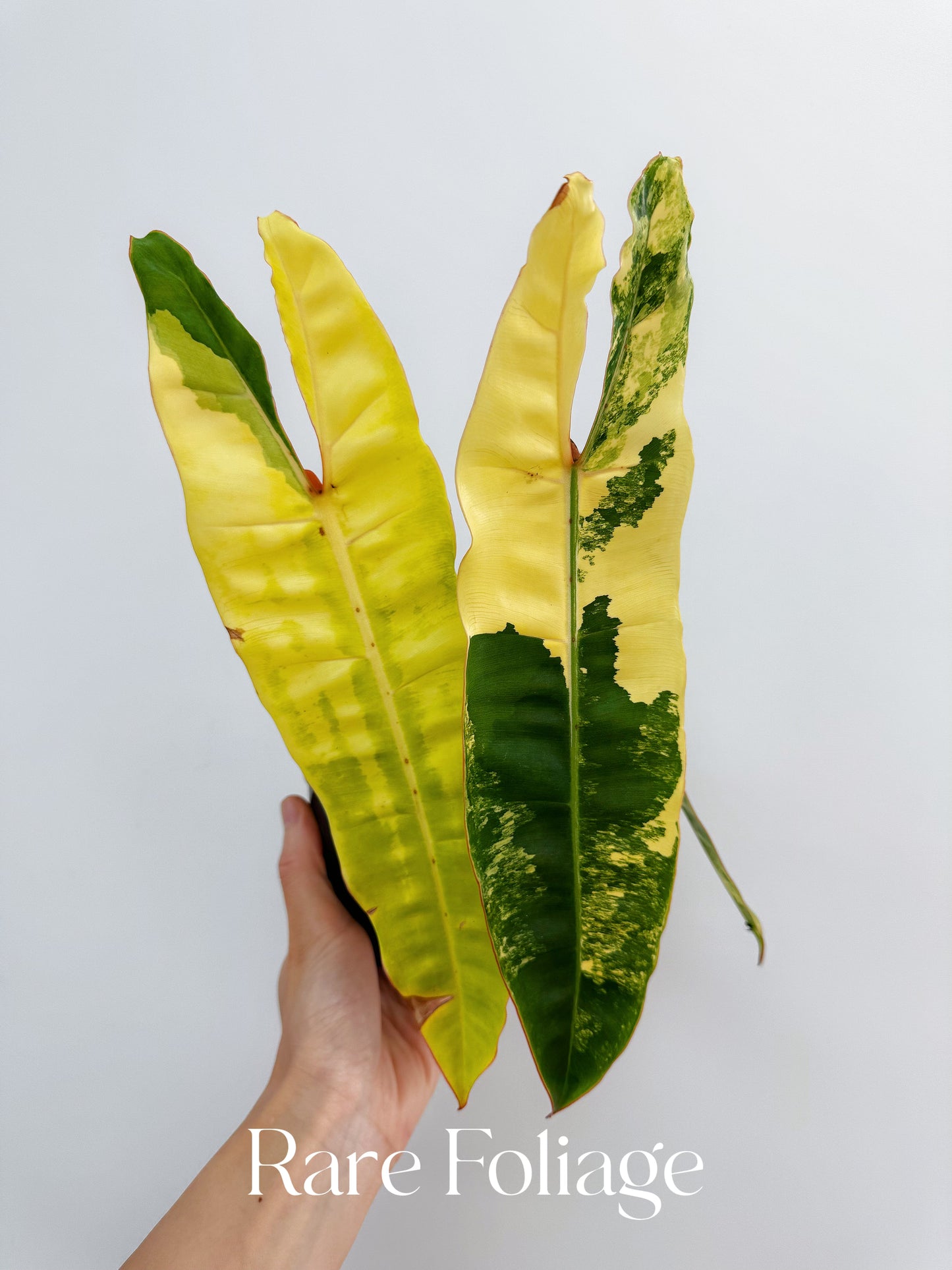 Philodendron Billietiae Variegated 4” Exact Plant