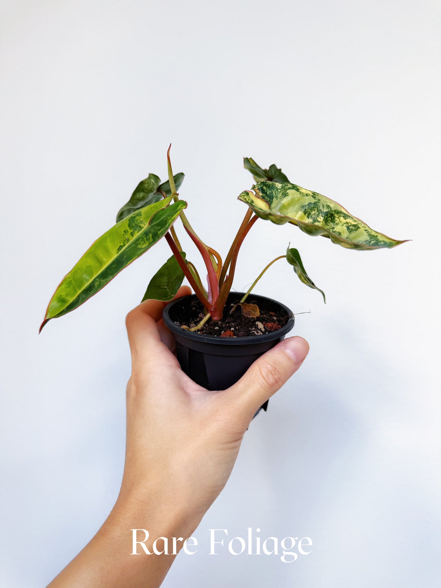 Philodendron Billietiae Variegated 3"