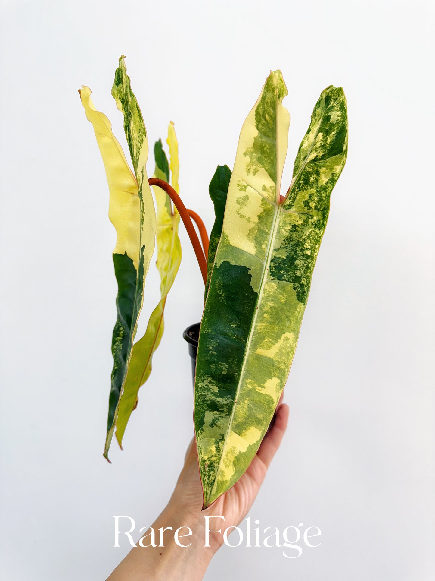 Philodendron Billietiae Variegated 4” Exact Plant