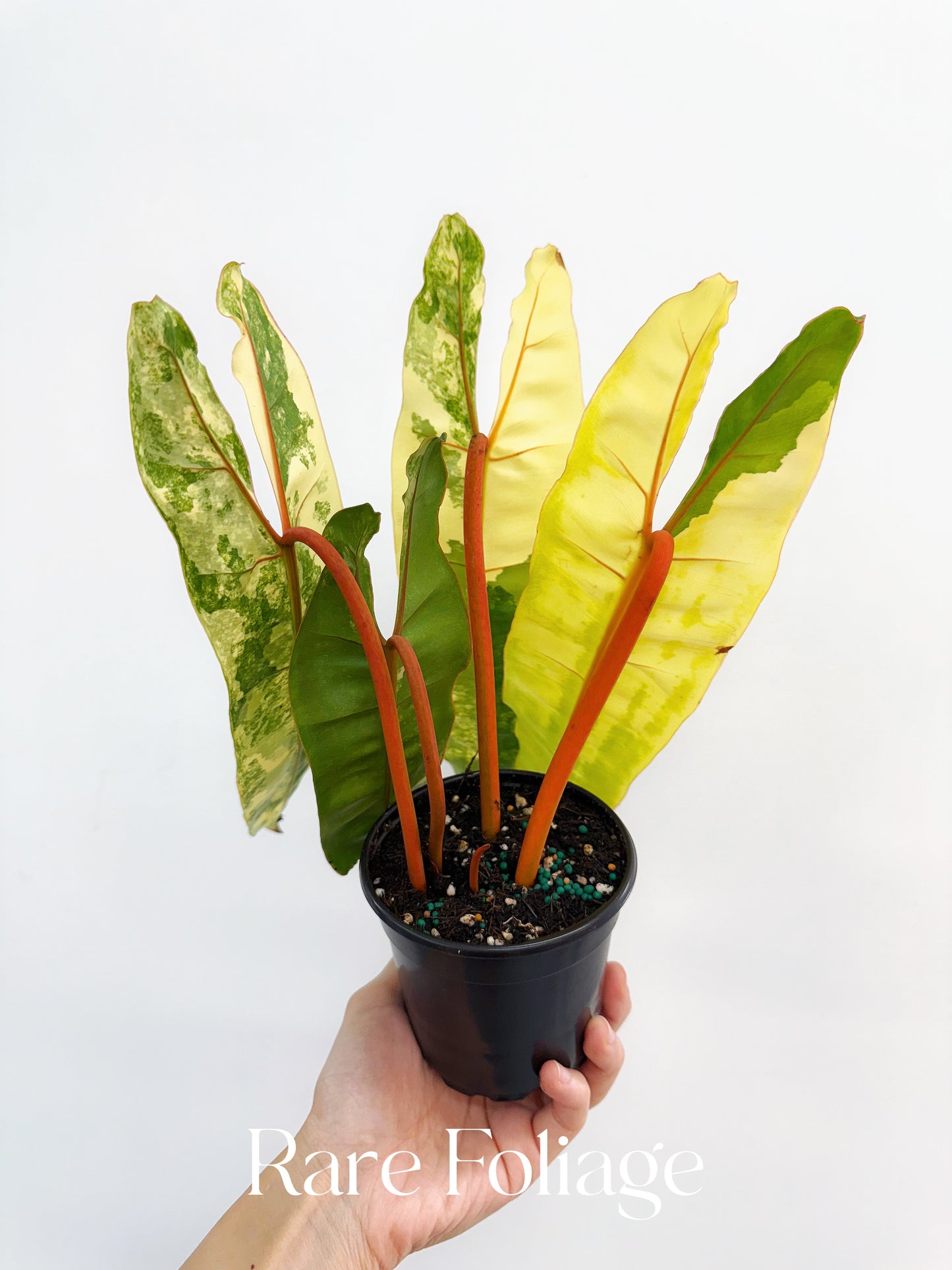 Philodendron Billietiae Variegated 4” Exact Plant