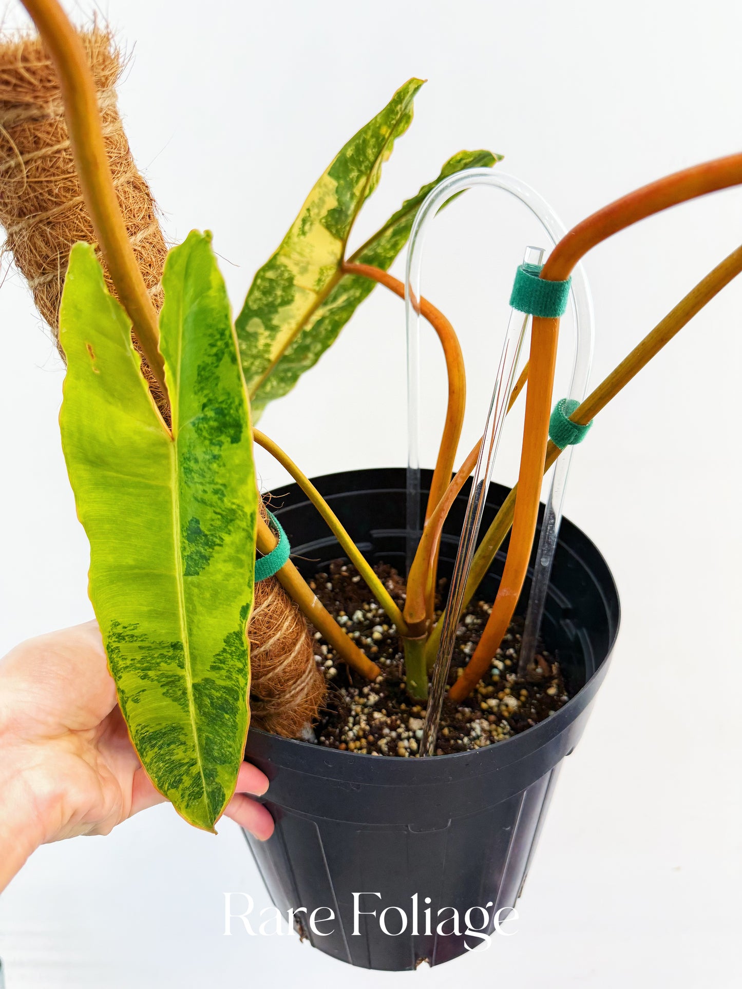 Philodendron Billietiae Variegated 8” Exact Plant